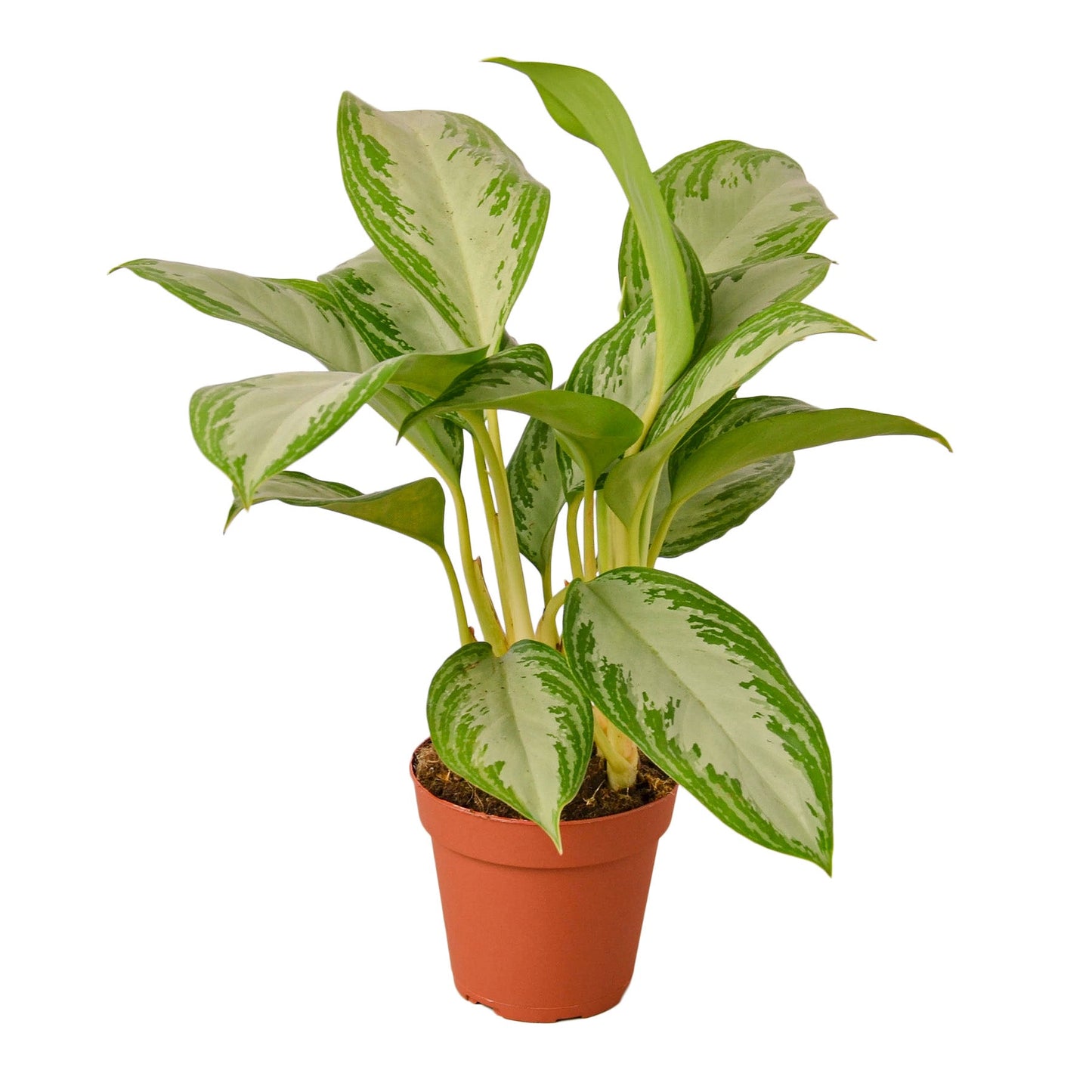 Aglaonema Silver Bay - 4"