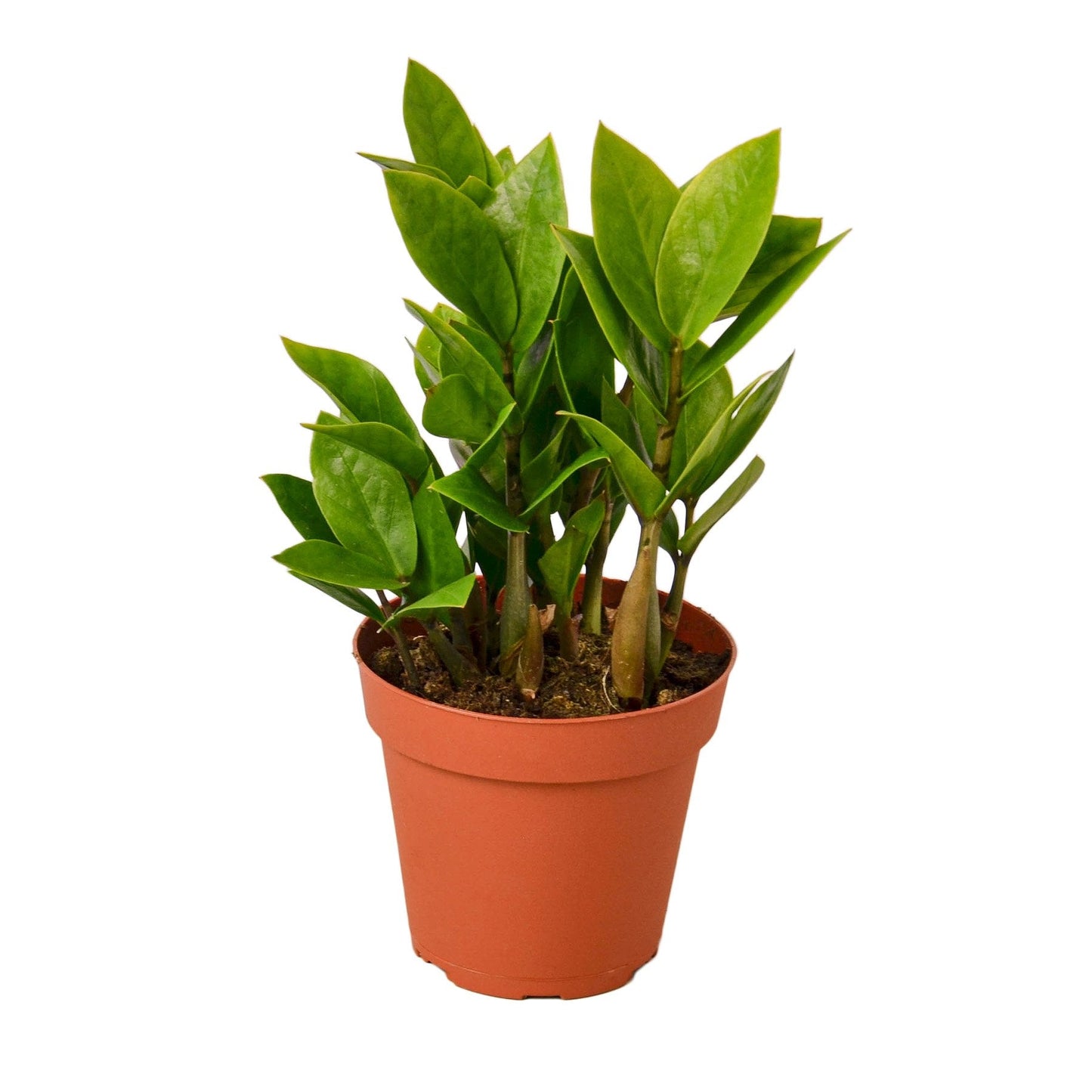 ZZ Plant Live Houseplant – 4 Inch Pot
