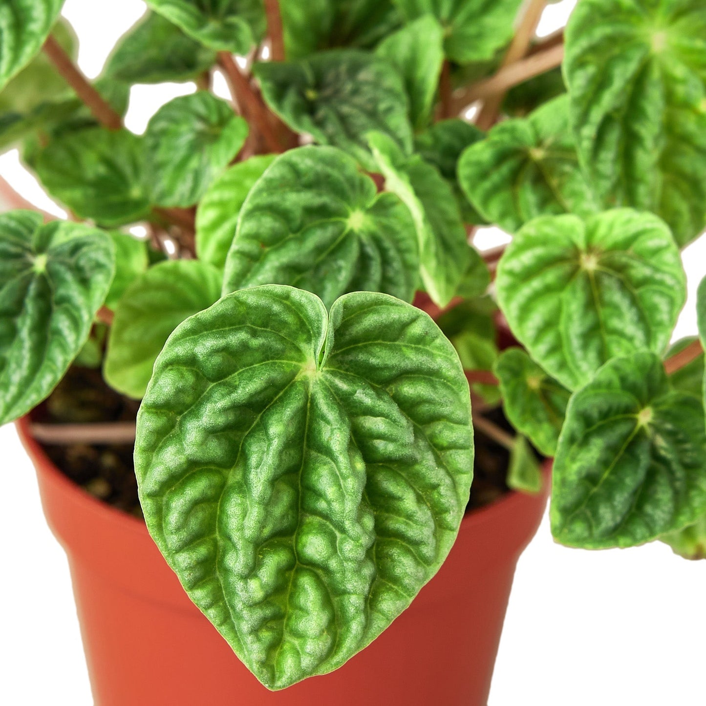 Ripple Peperomia Live Plant – 6 Inch Pot