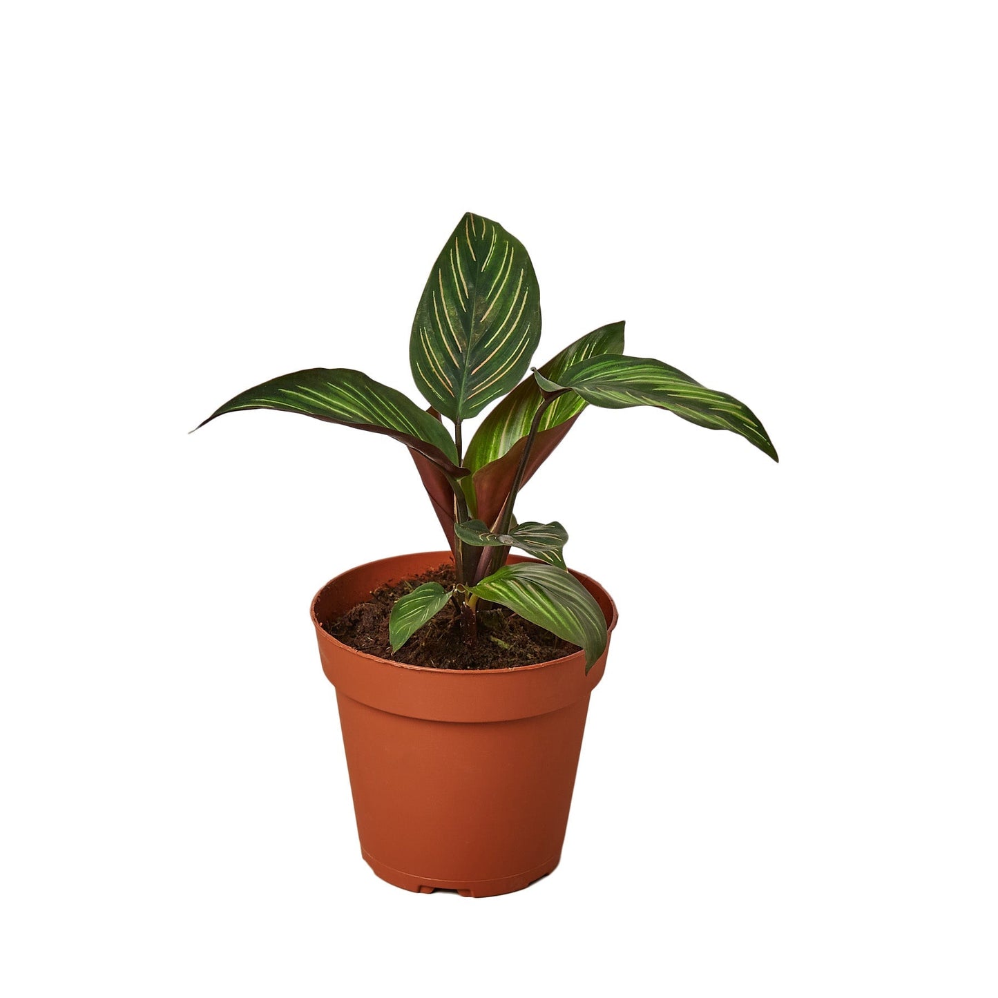 Calathea Beauty Star Live Houseplant – 4 Inch Pot