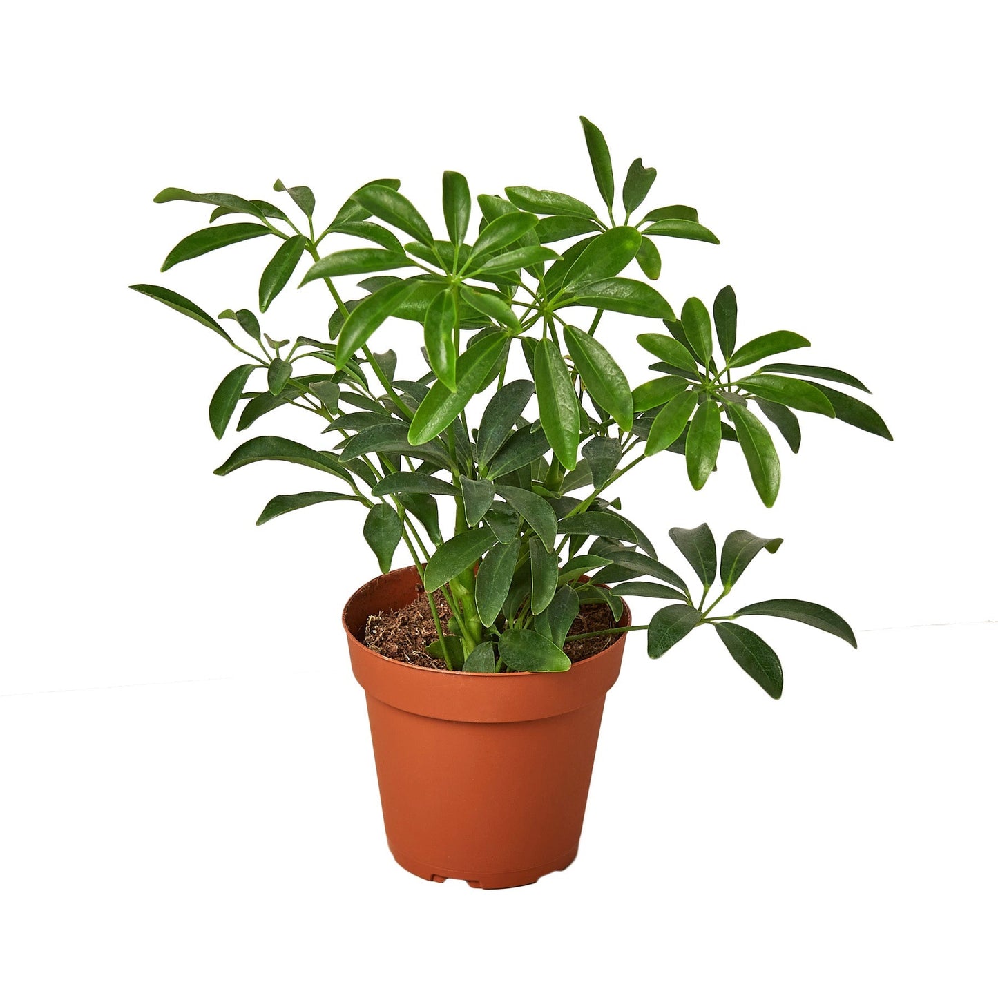Umbrella Plant Schefflera Live Houseplant – 4 Inch Pot