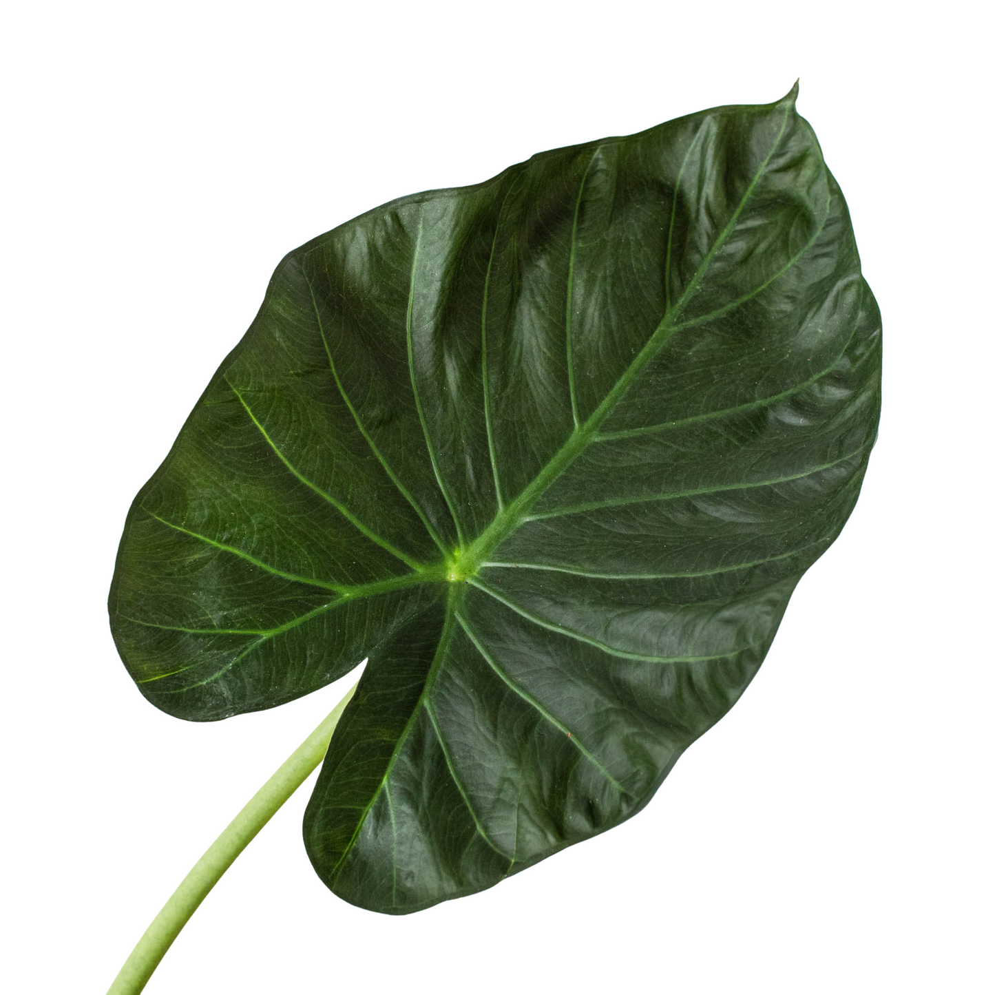 Alocasia Regal Shields Live Tropical Plant