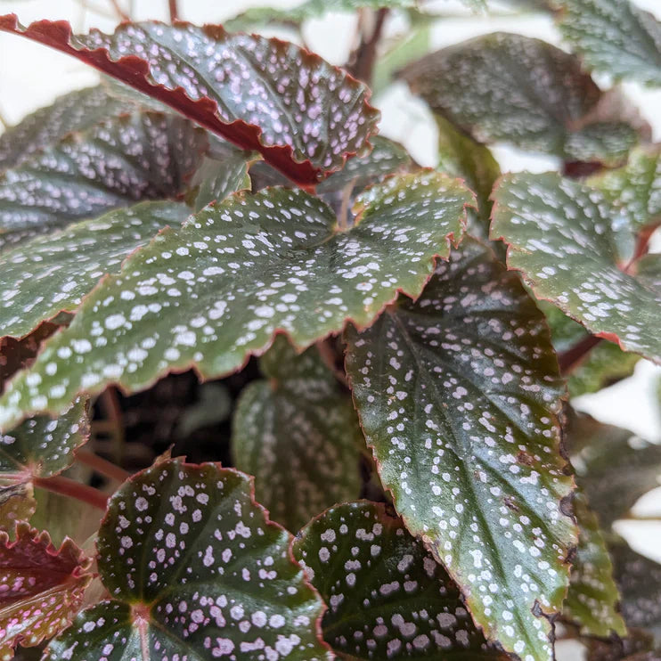 Begonia Corallina Live Cane Plant