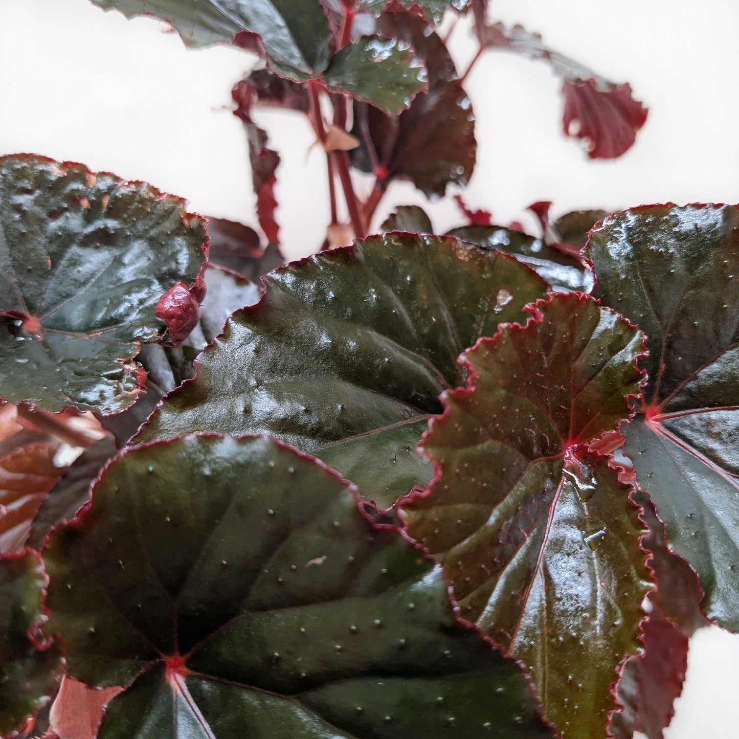 Black Magic Begonia Live Houseplant