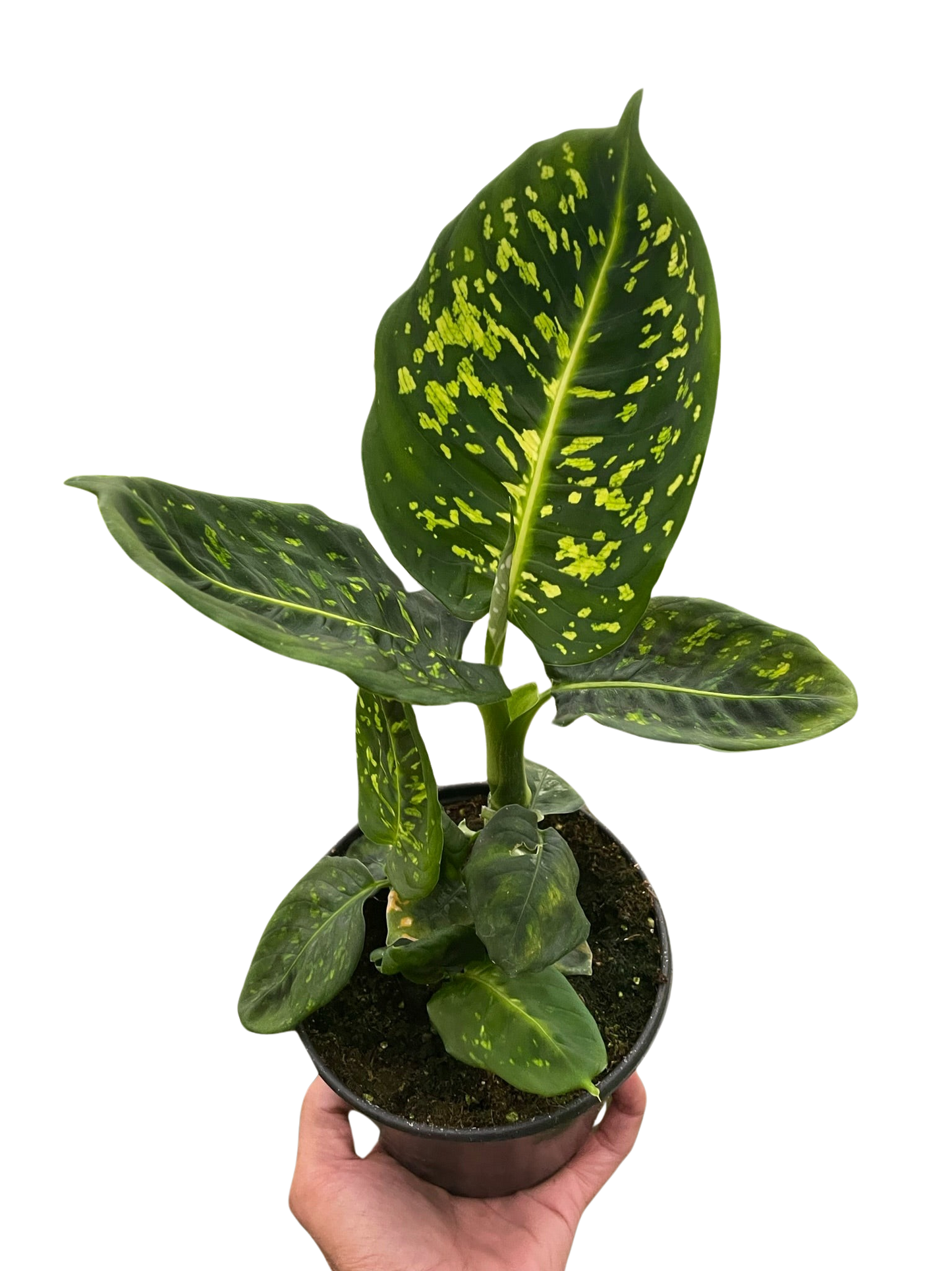 Dieffenbachia Reflector Live Houseplant