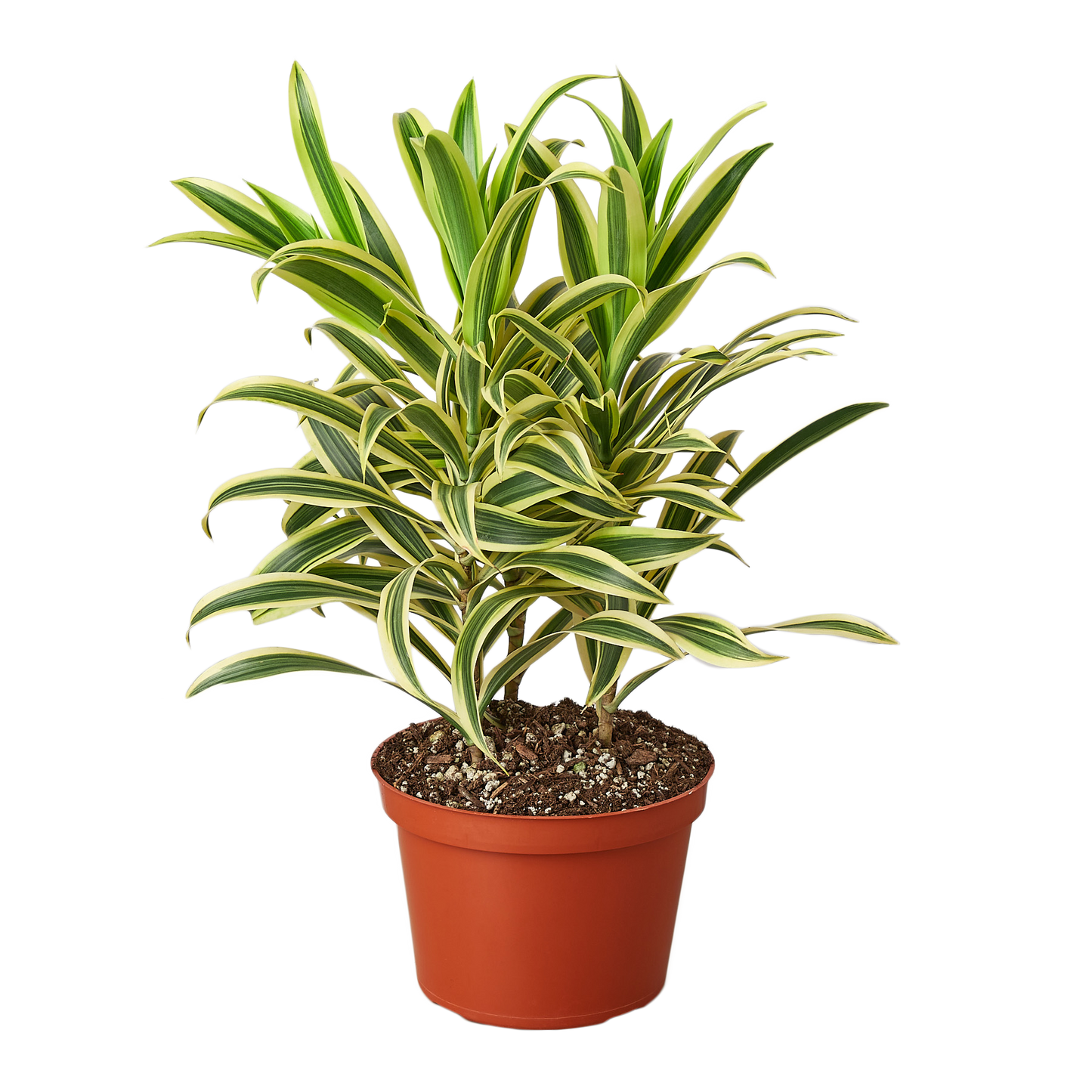Dracaena Song of India Live Plant – 6 Inch Pot