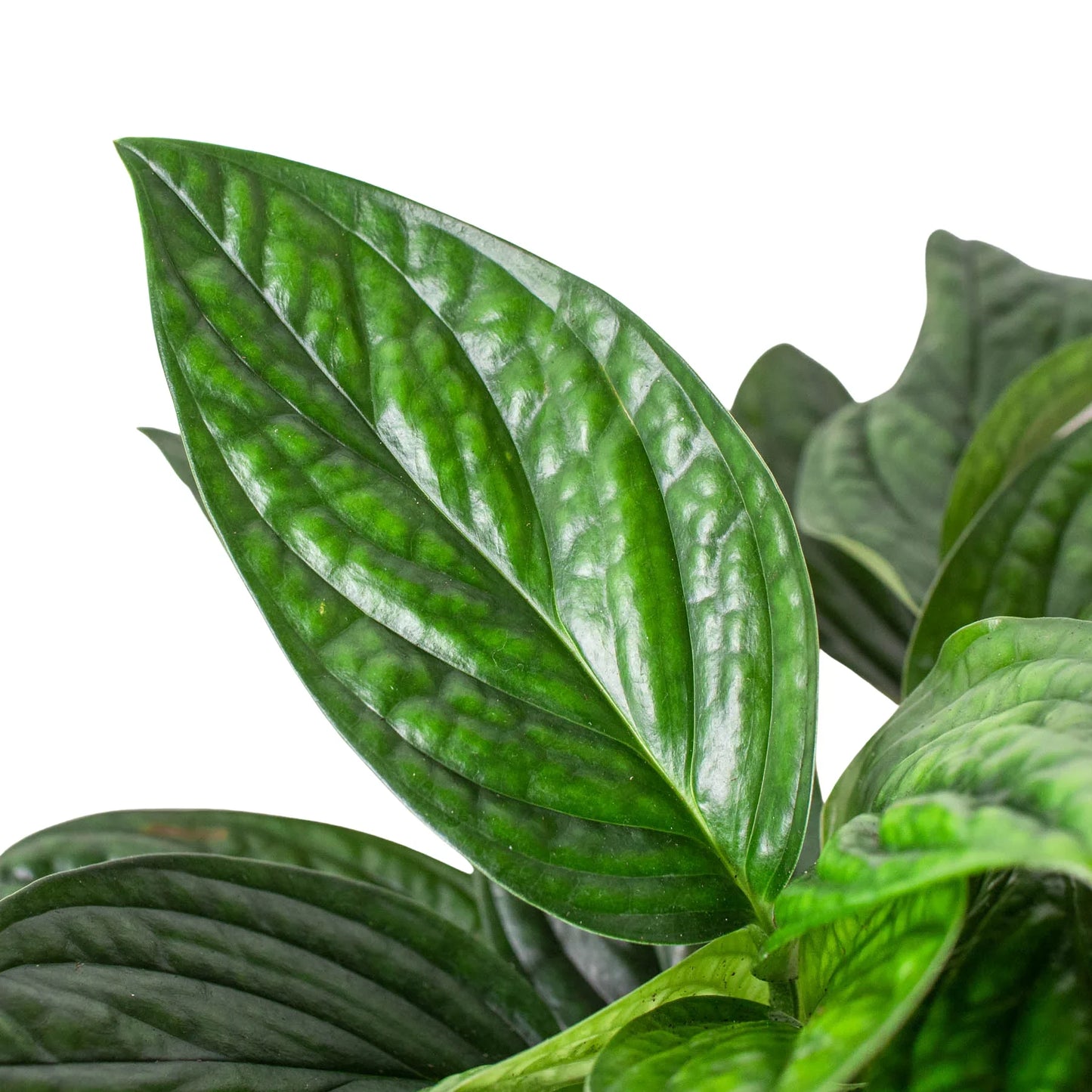 Monstera Peru Live Houseplant – 4 Inch Pot