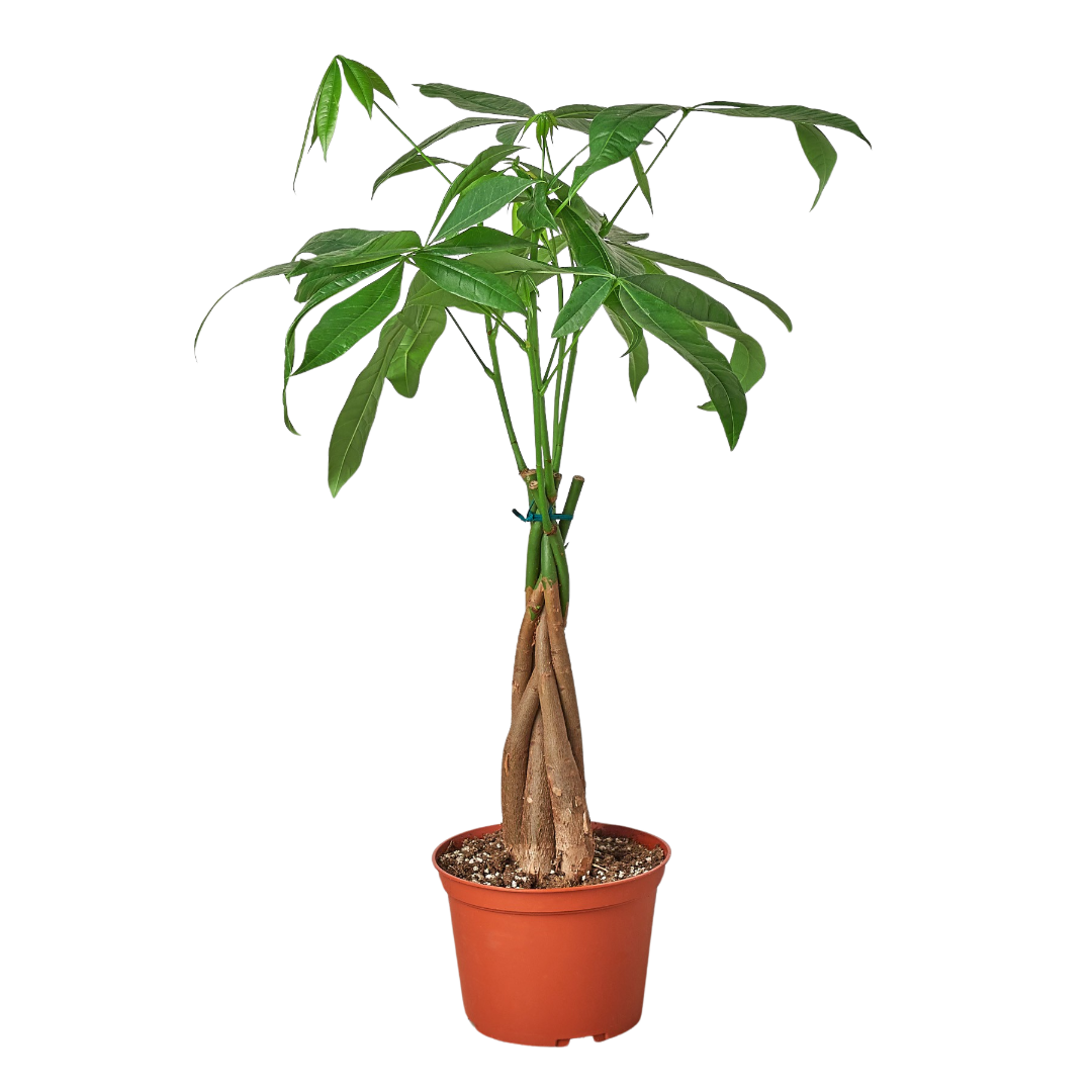 Braided Money Tree Live Plant – 6 Inch Pot