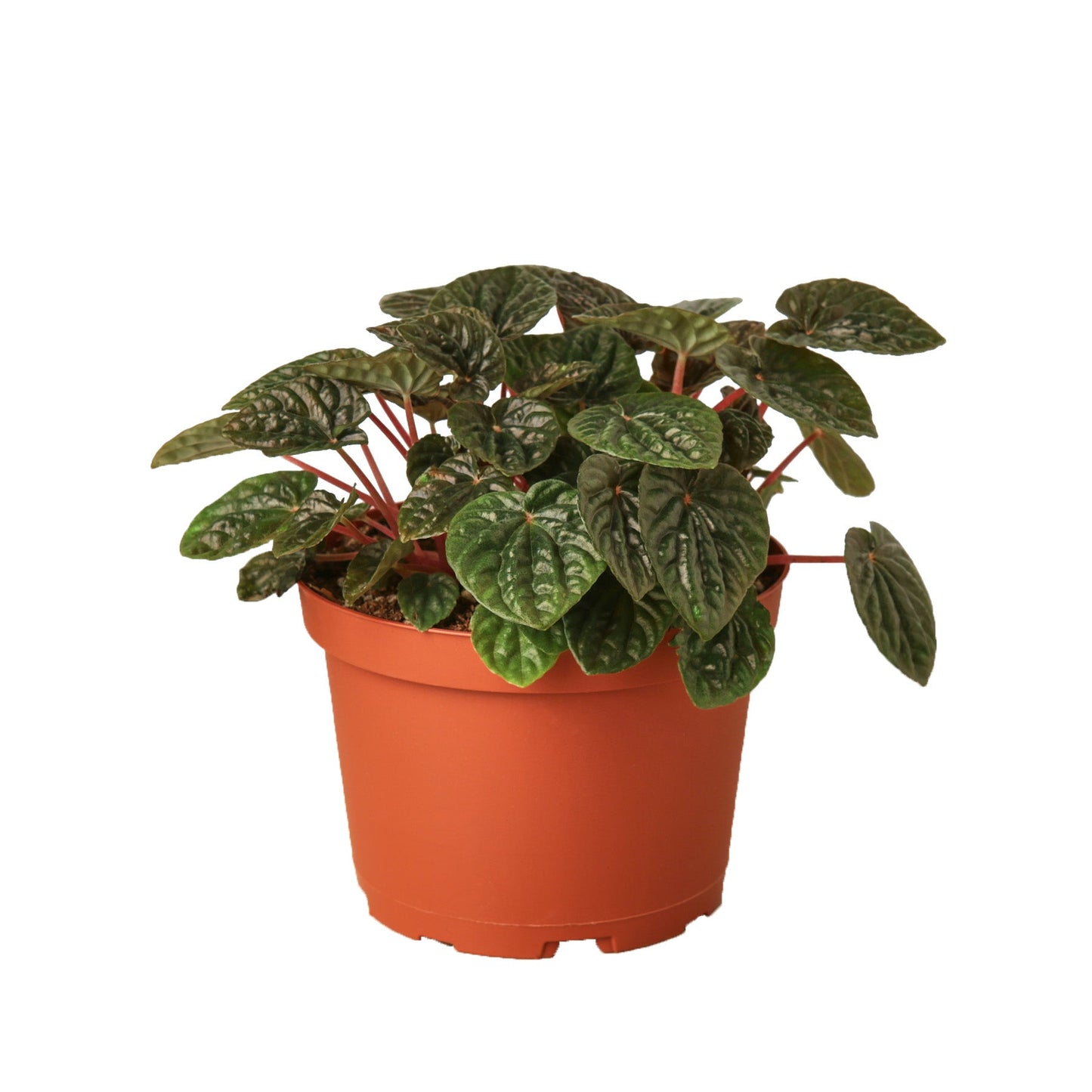 Red Ripple Peperomia Live Plant – 6 Inch Pot