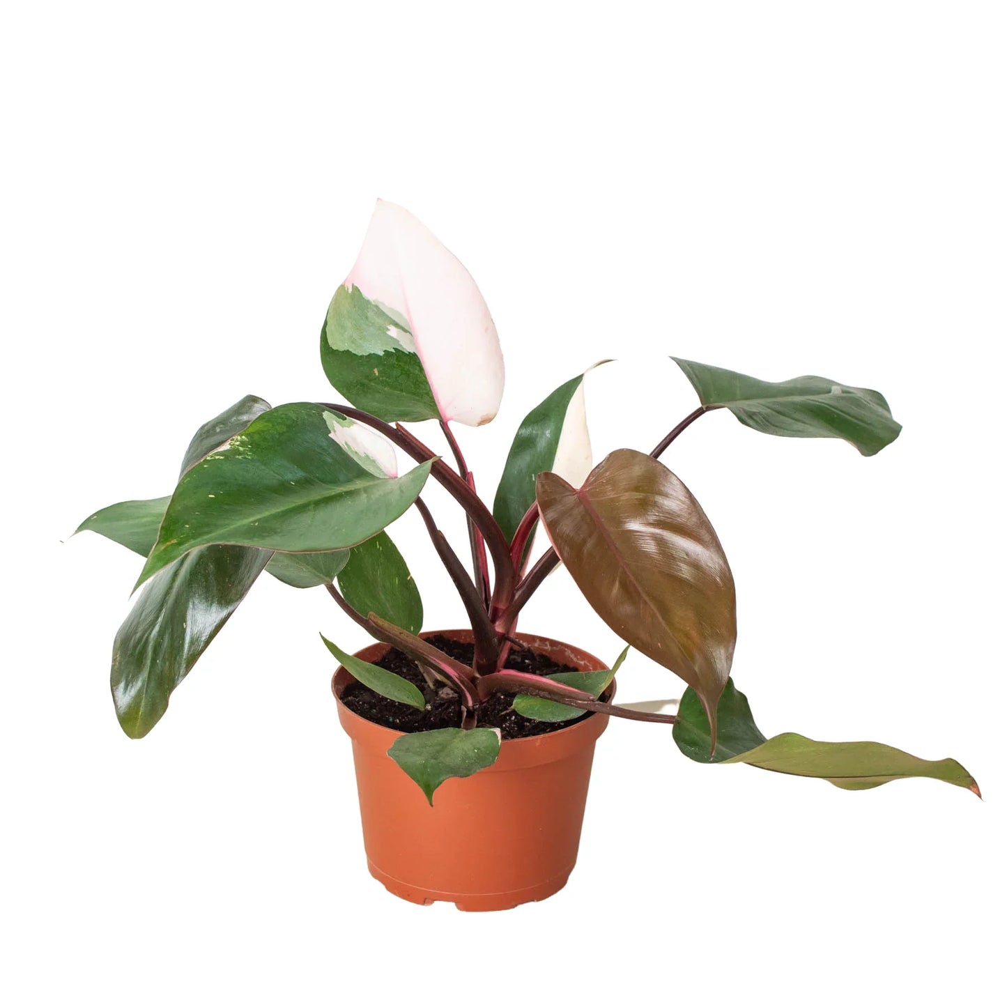 Pink Princess Philodendron Live Houseplant