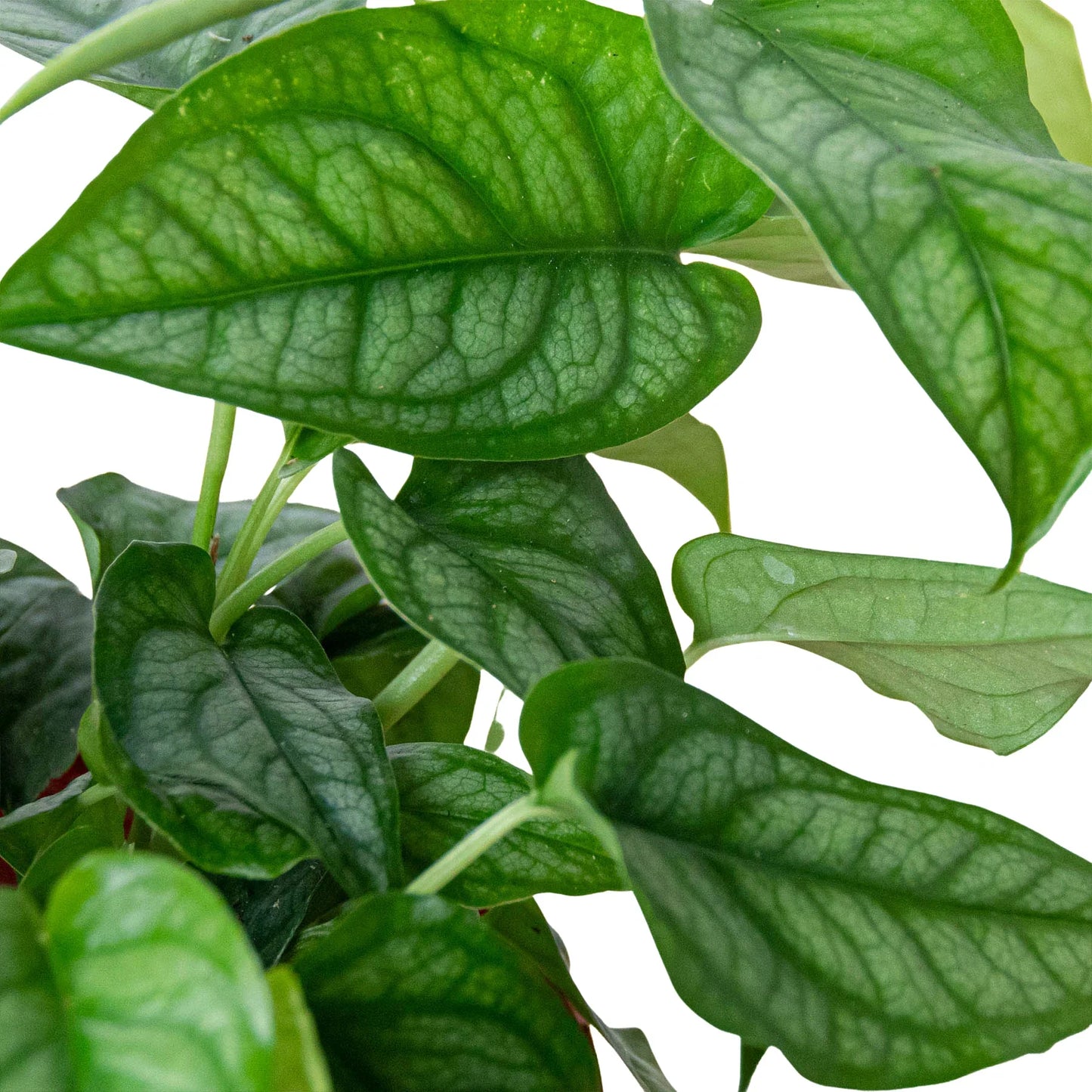Monstera Siltepecana Live Houseplant – 4 Inch Pot