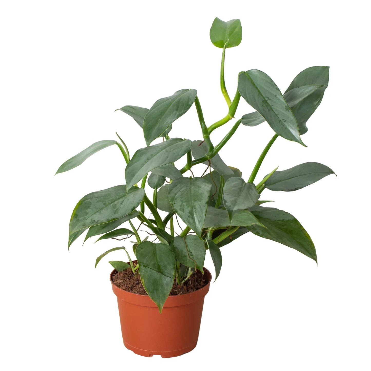 Silver Sword Philodendron Live Houseplant
