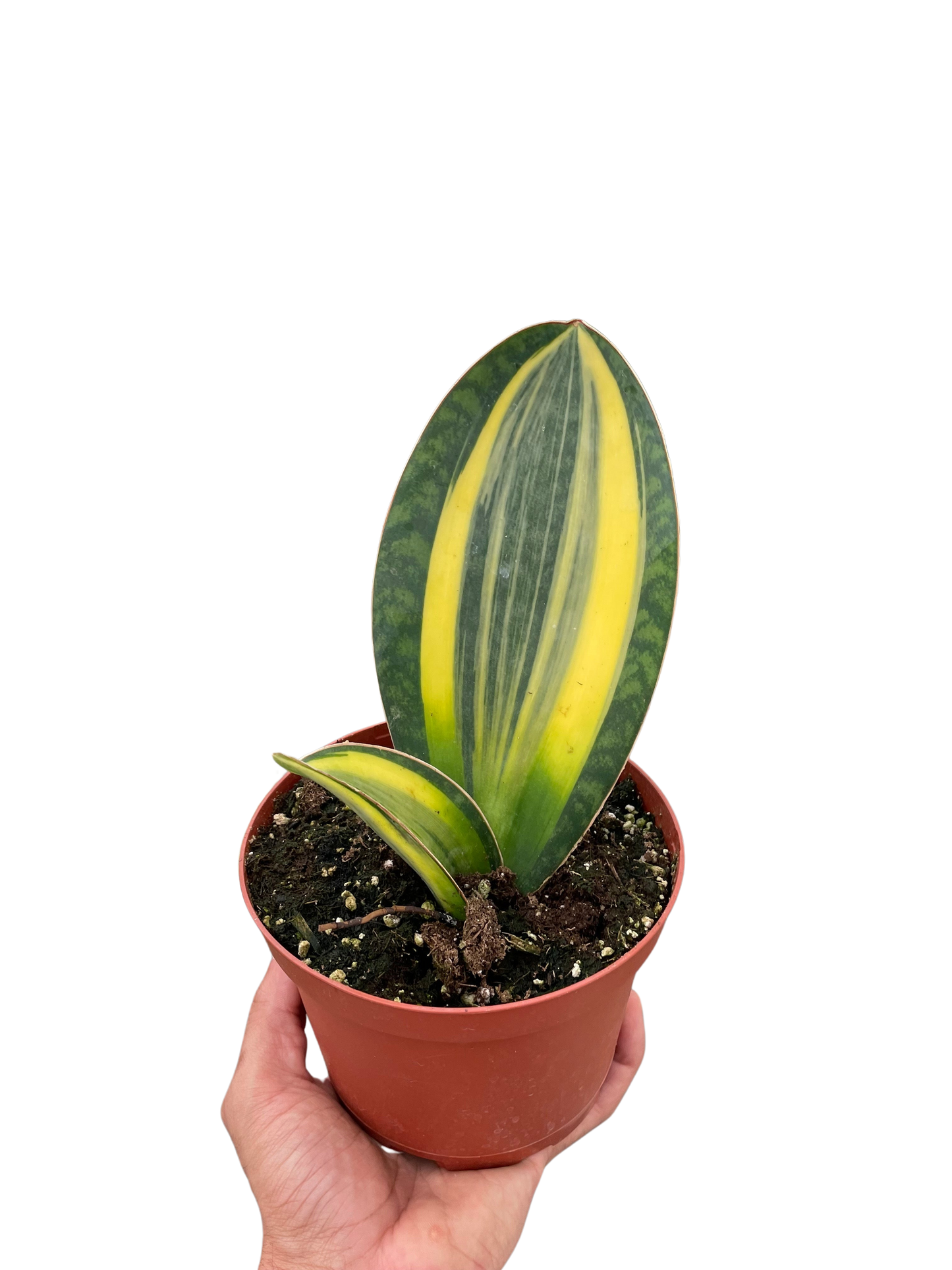 Shark Fin Snake Plant Variegated Live Houseplant