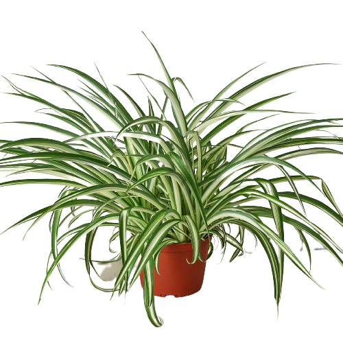 Reverse Spider Plant Live Houseplant – 6 Inch Pot