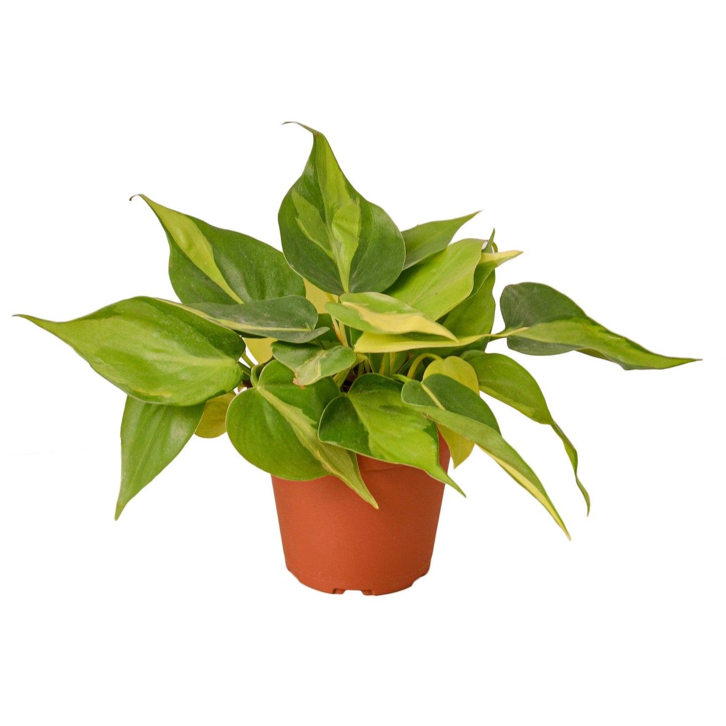 Brasil Philodendron Live Houseplant – 4 Inch Pot