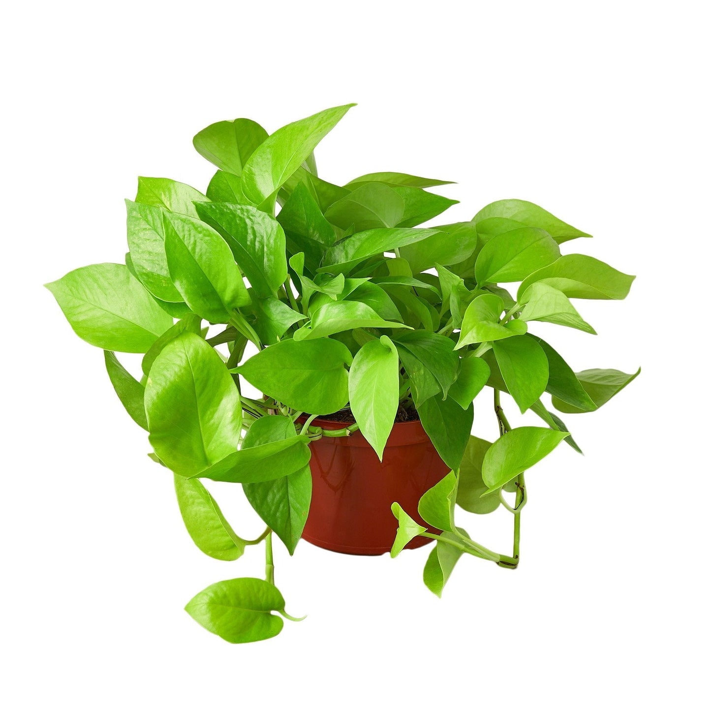 Neon Pothos Live Houseplant – 6 Inch Pot