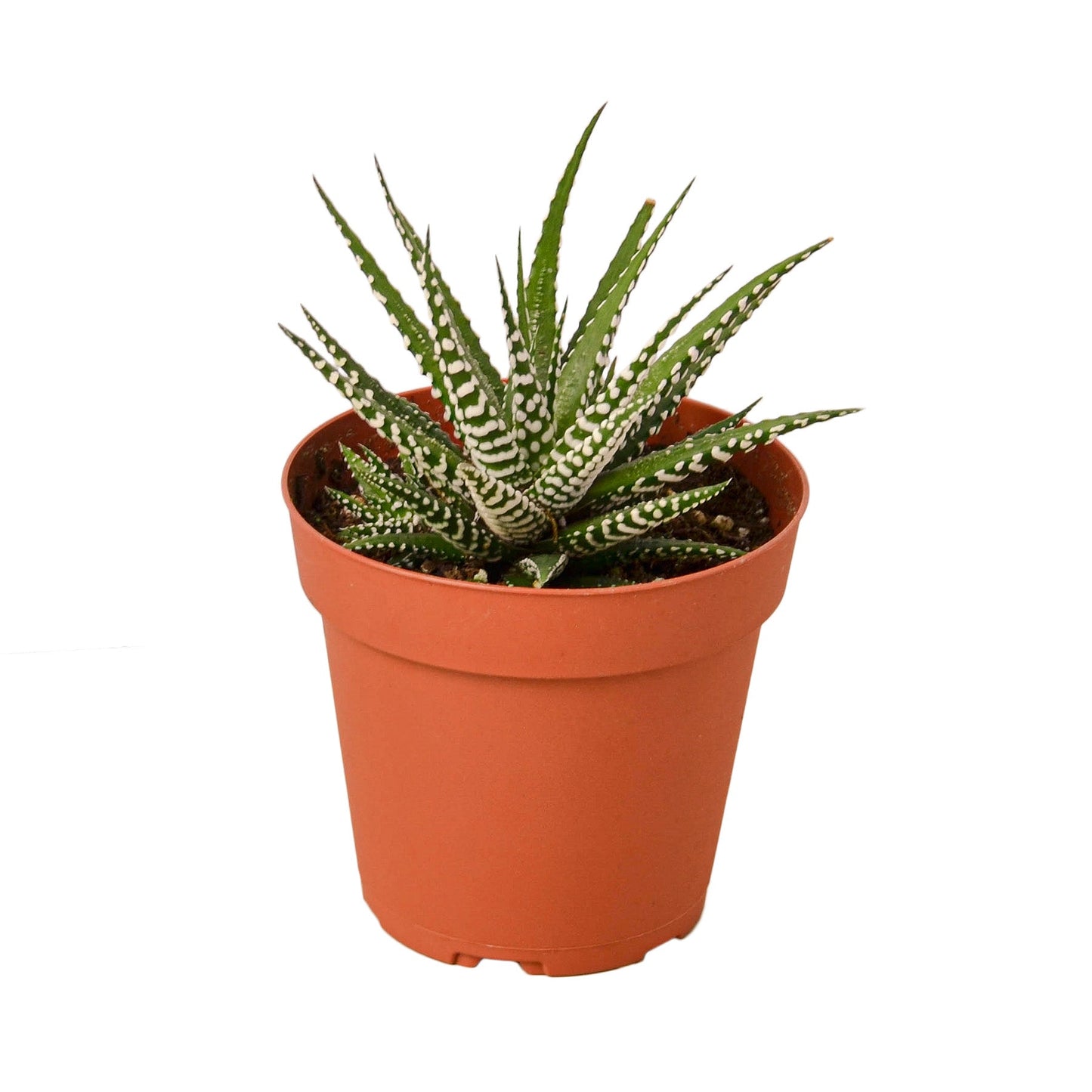 Zebra Succulent Live Plant – 4 Inch Pot