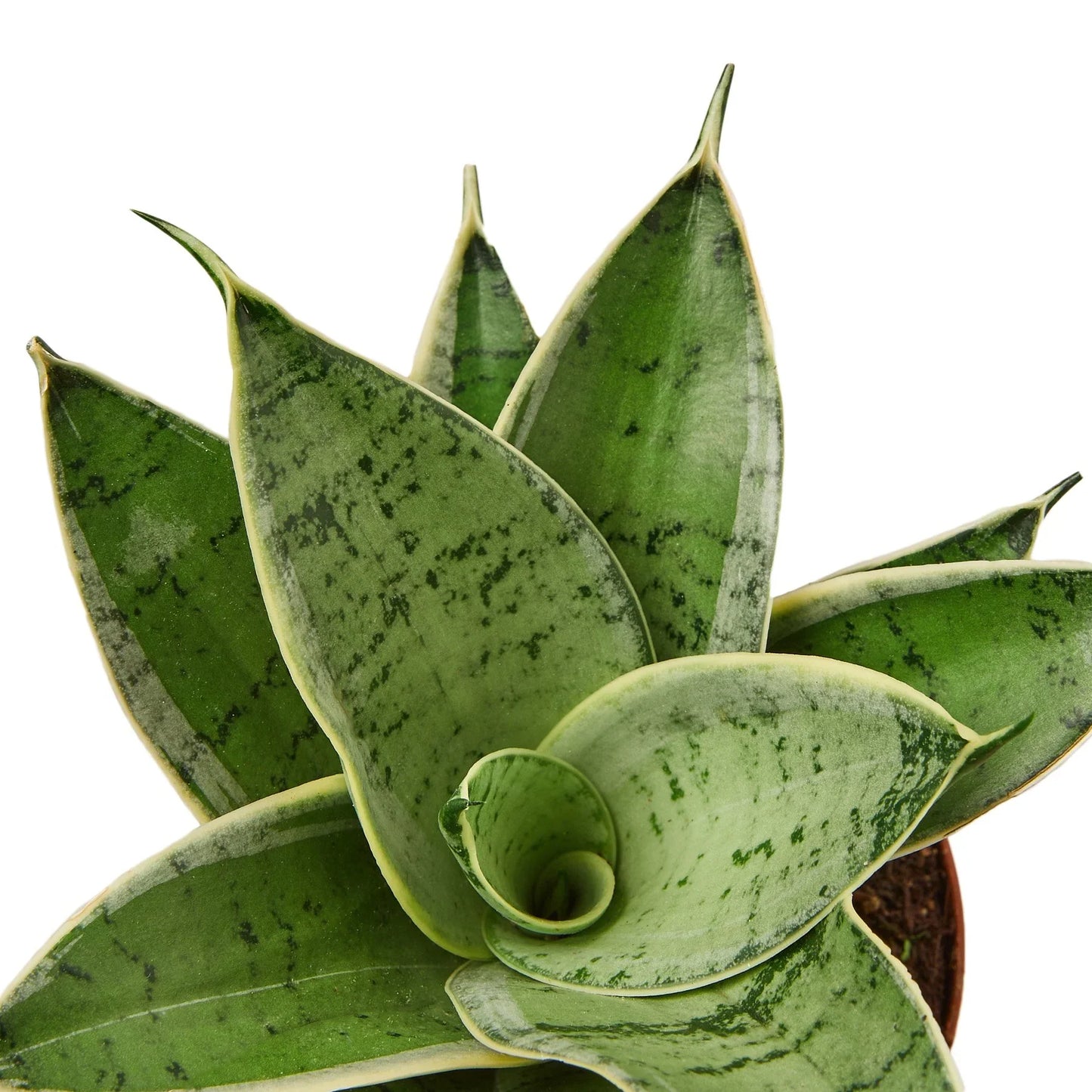 Starlight Snake Plant Live Houseplant