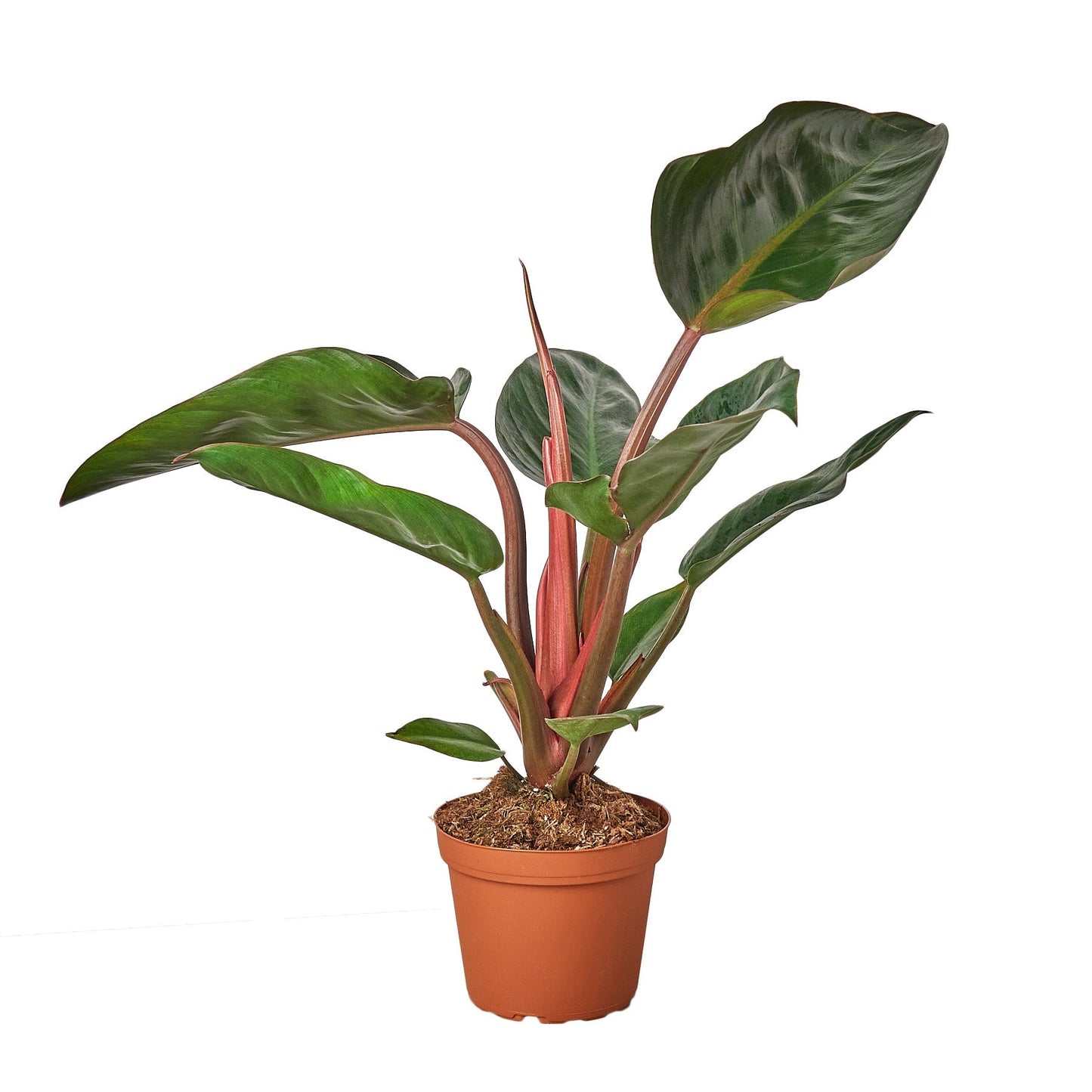 Congo Rojo Philodendron Live Houseplant – 4 Inch Pot