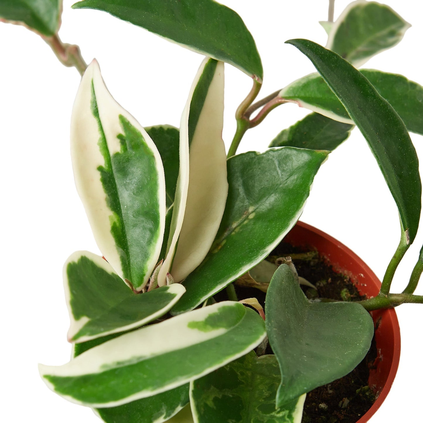 Hoya Carnosa Tricolor Live Plant – 6 Inch Pot
