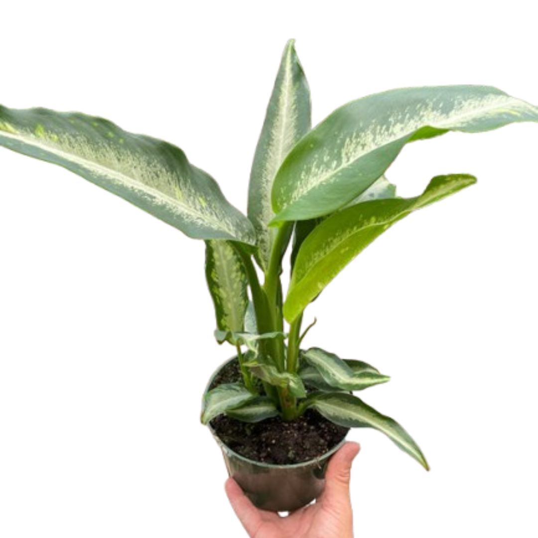 Dieffenbachia Panther Live Houseplant
