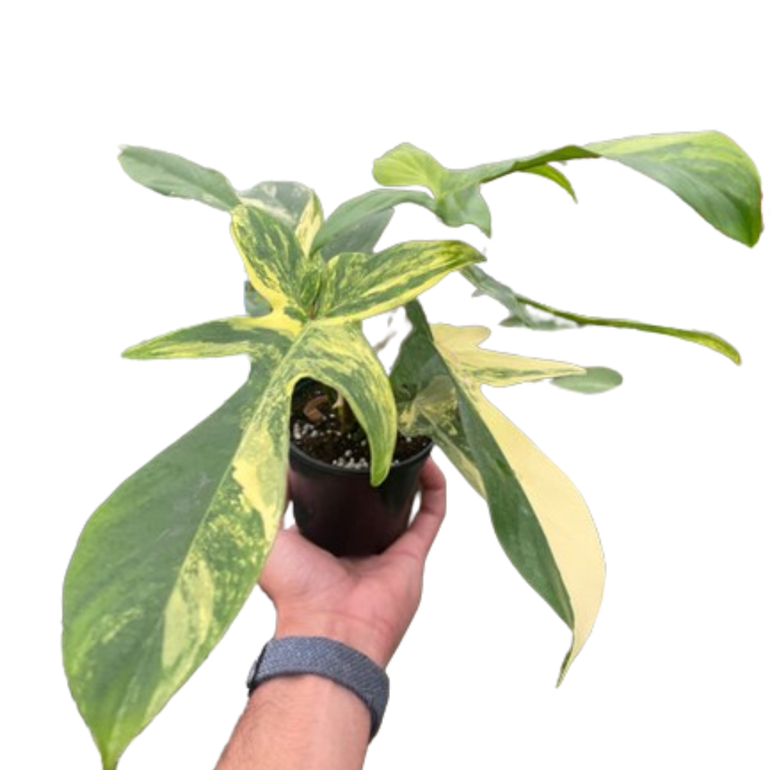 Florida Beauty Variegated Philodendron Live Plant
