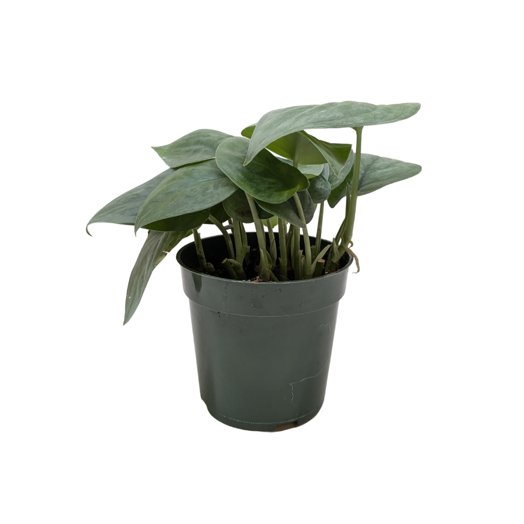 Scindapsus Platinum Java Live Houseplant