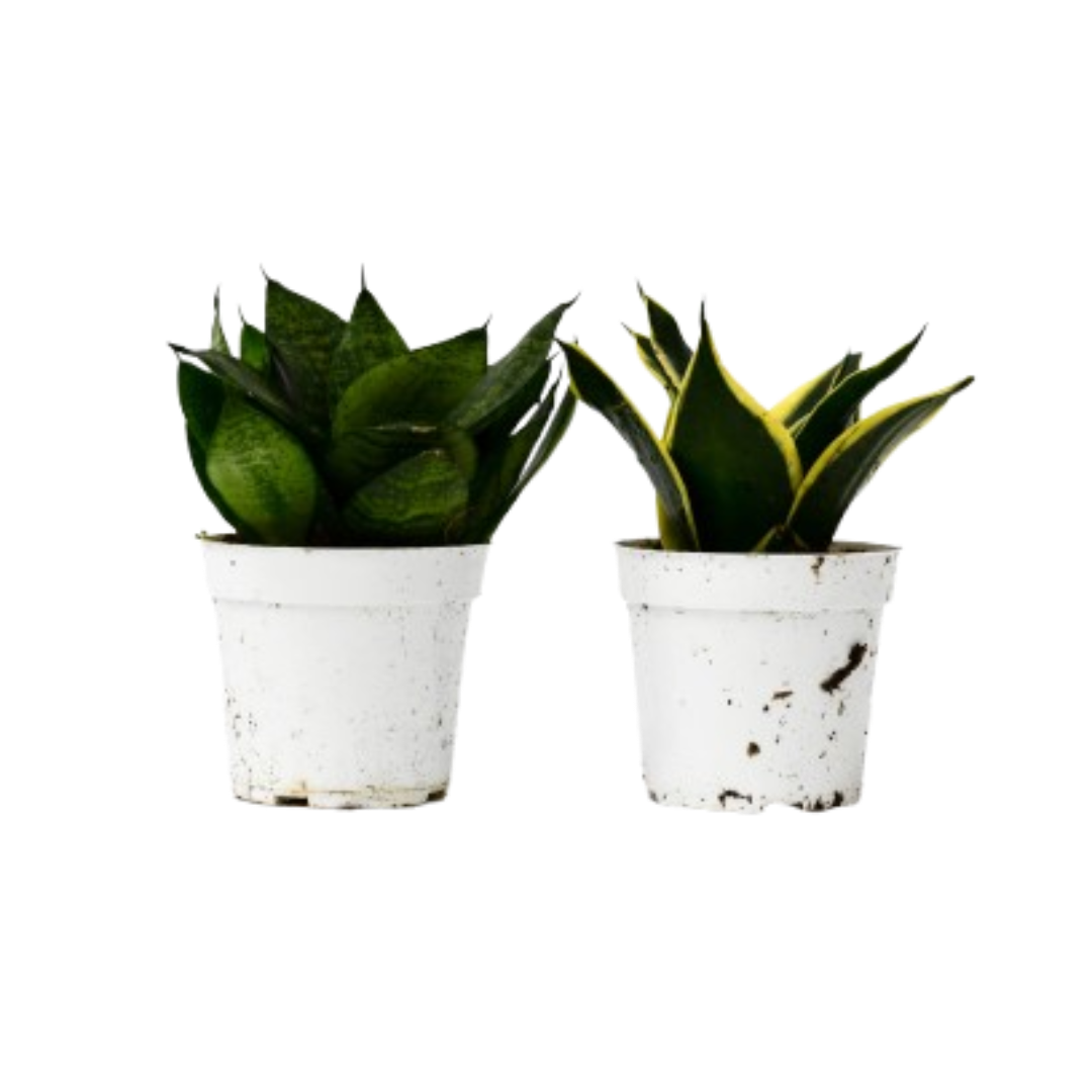 Snake Plant Live Plant Bundle – Set of 2 in 4" Pots