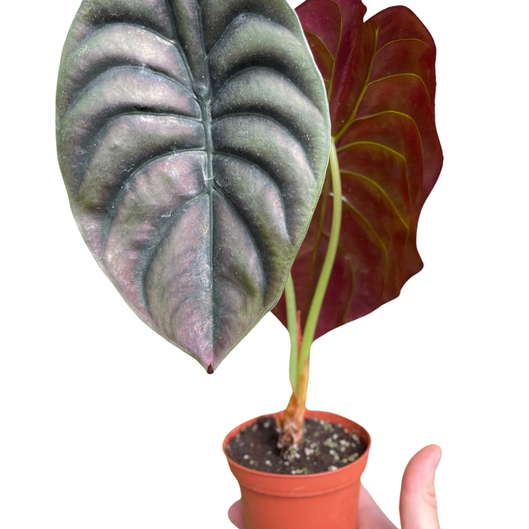 Alocasia Red Secret Live Tropical Plant