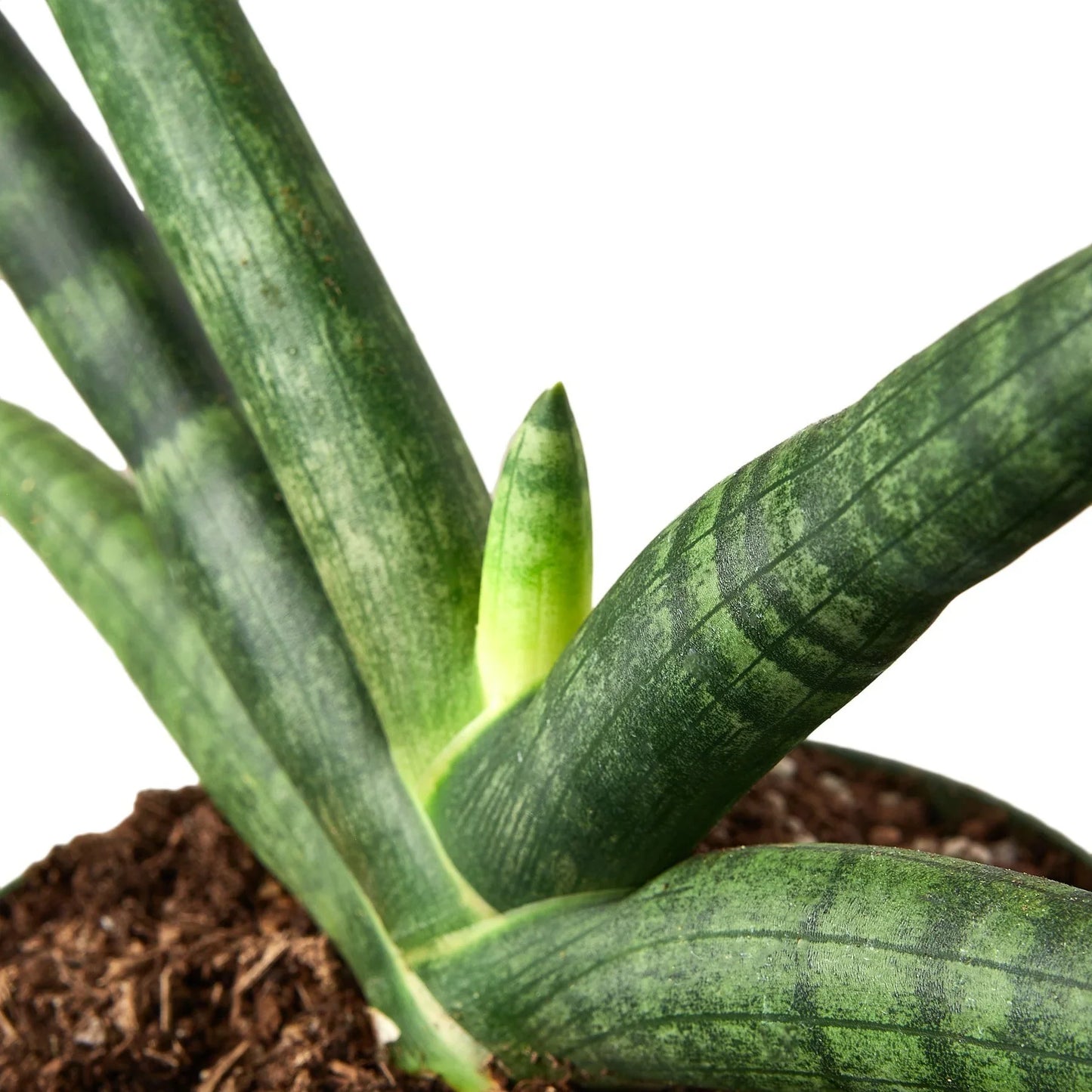 Starfish Snake Plant Live Houseplant