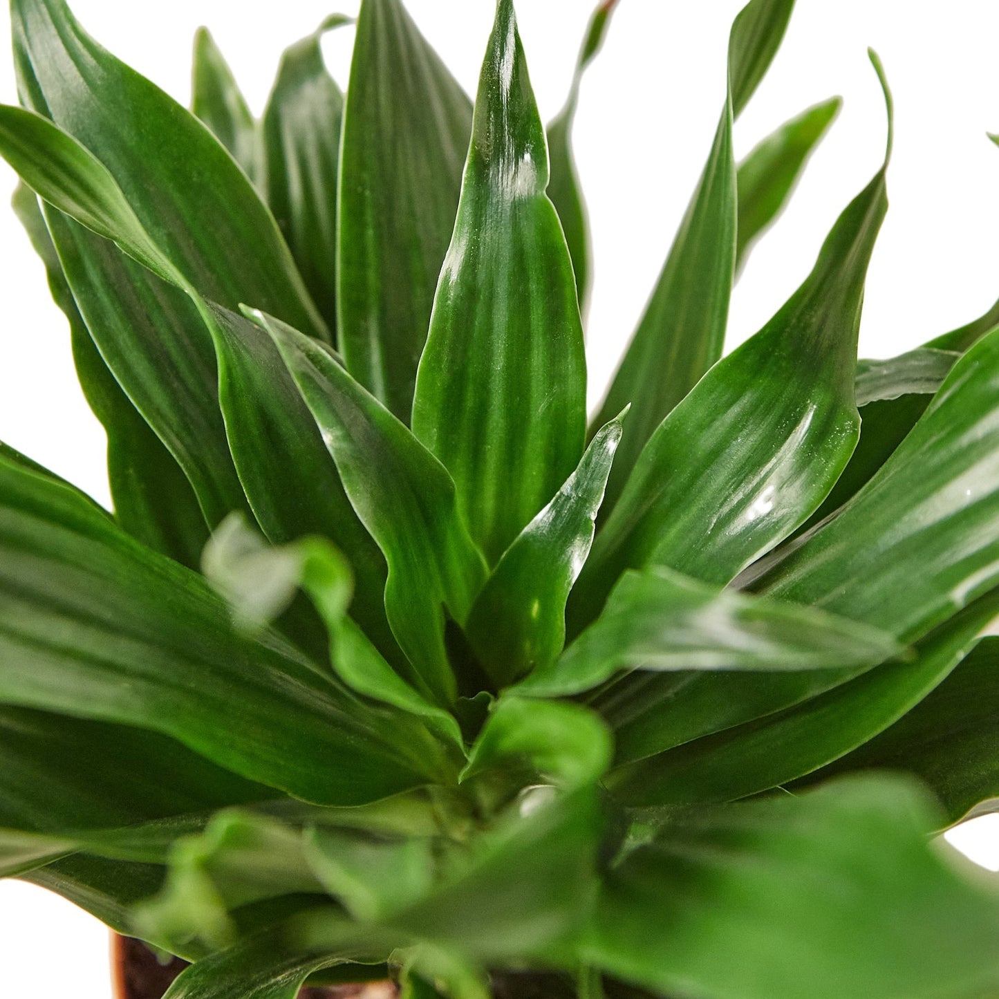 Dracaena Janet Craig Live Plant – 6 Inch Pot