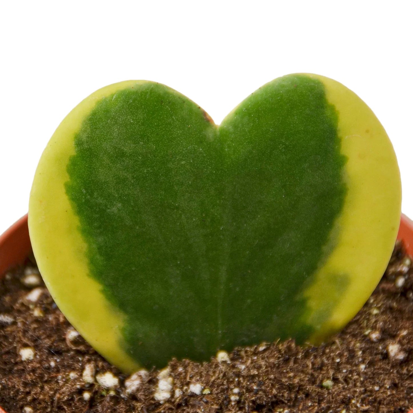Variegated Sweetheart Hoya Live Plant