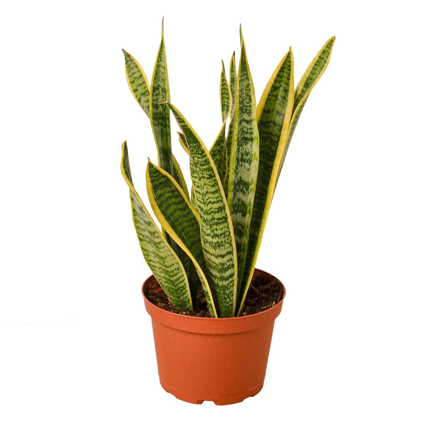 Laurentii Snake Plant Live Houseplant – 6 Inch Pot
