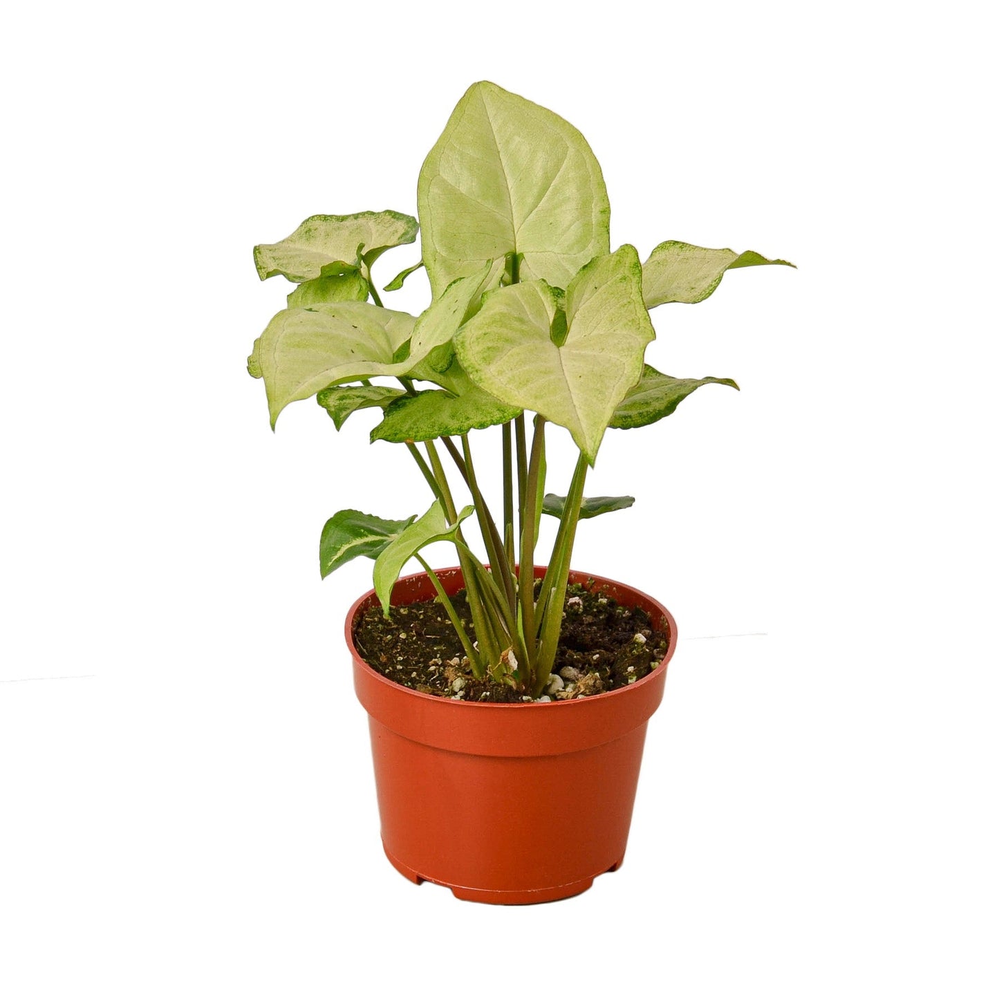 Syngonium White Butterfly - 4"
