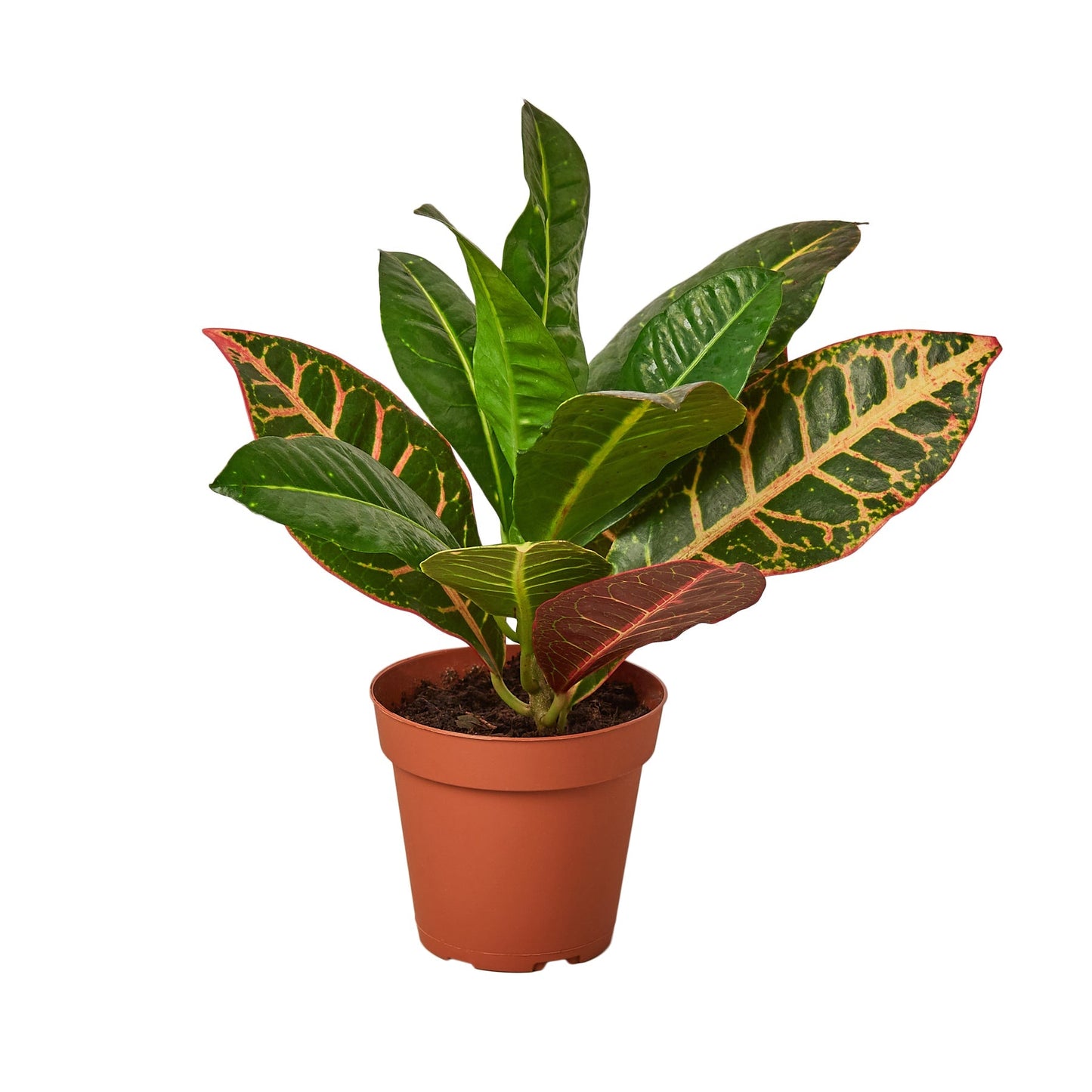Croton Petra Joseph's Coat Live Houseplant