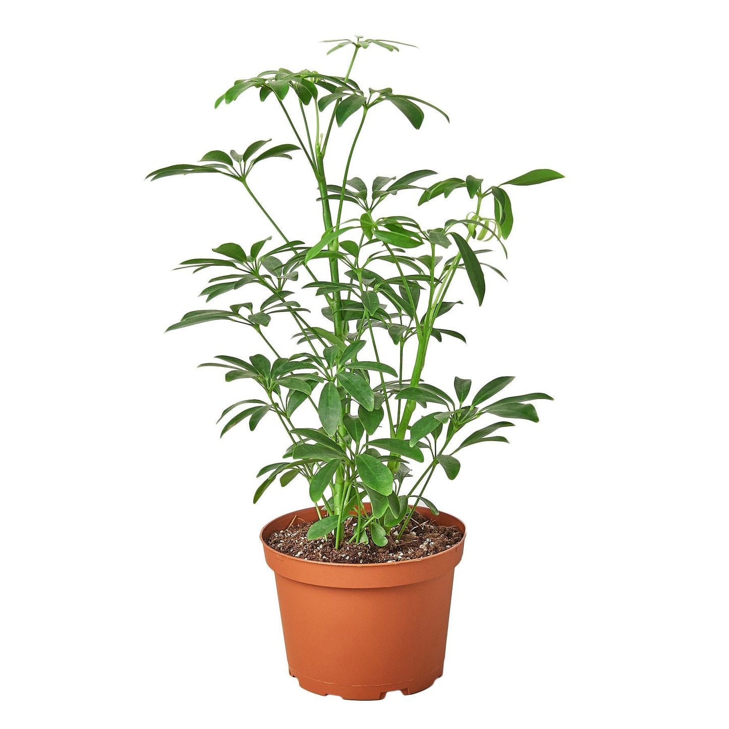 Schefflera Arboricola Umbrella Live Houseplant
