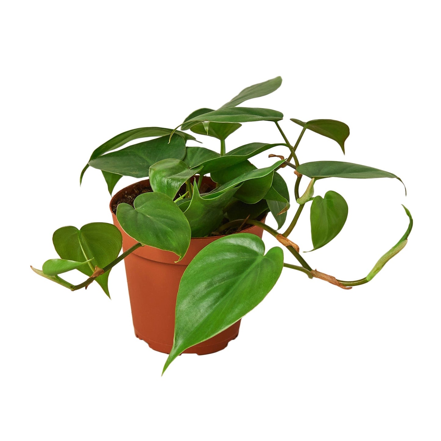 Cordatum Heartleaf Philodendron Live Plant – 4 Inch Pot