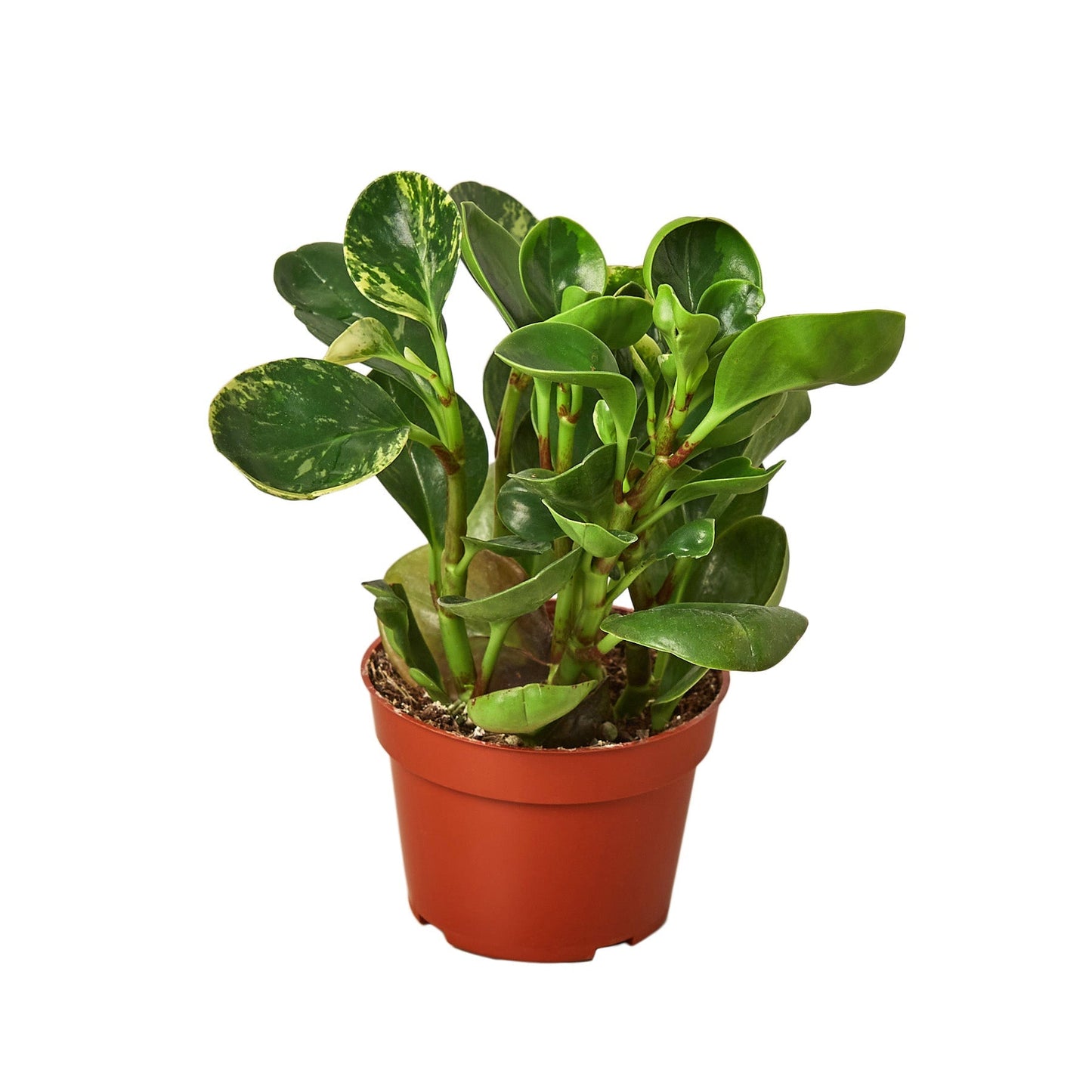 Marble Peperomia Live Plant – 4 Inch Pot