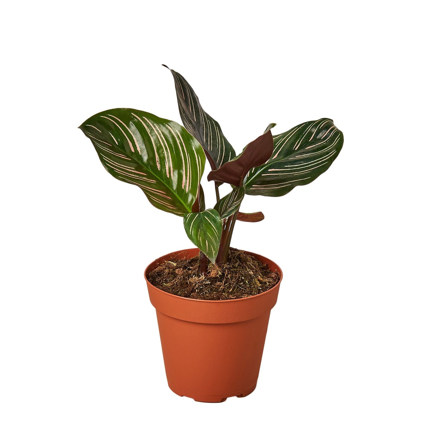 Calathea Ornata Pin Stripe Live Plant – 4 Inch Pot