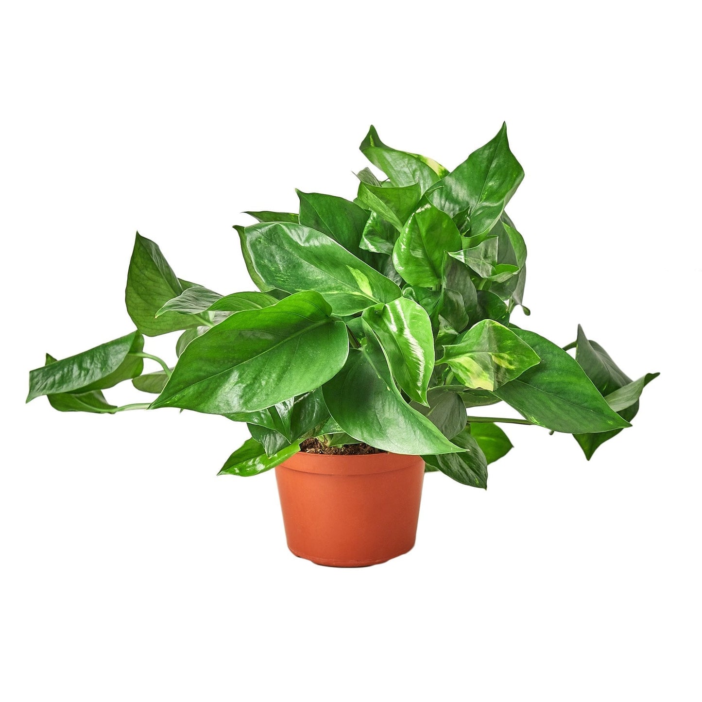 Golden Pothos Live Houseplant – 6 Inch Pot