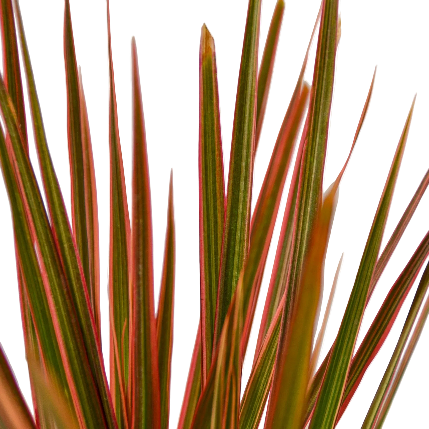 Dracaena Colorama Live Plant – 6 Inch Pot