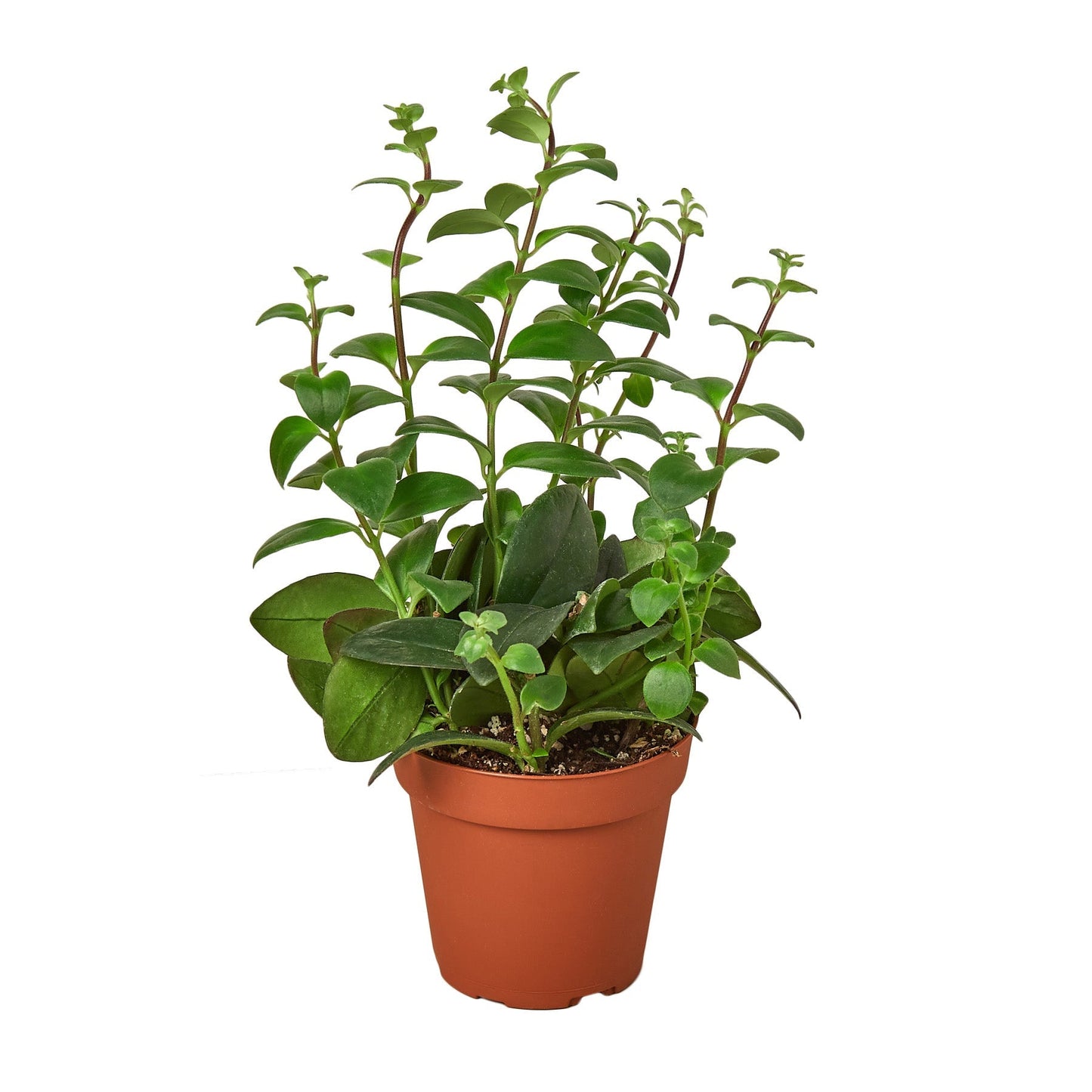 Lipstick Plant Live Houseplant – 4 Inch Pot