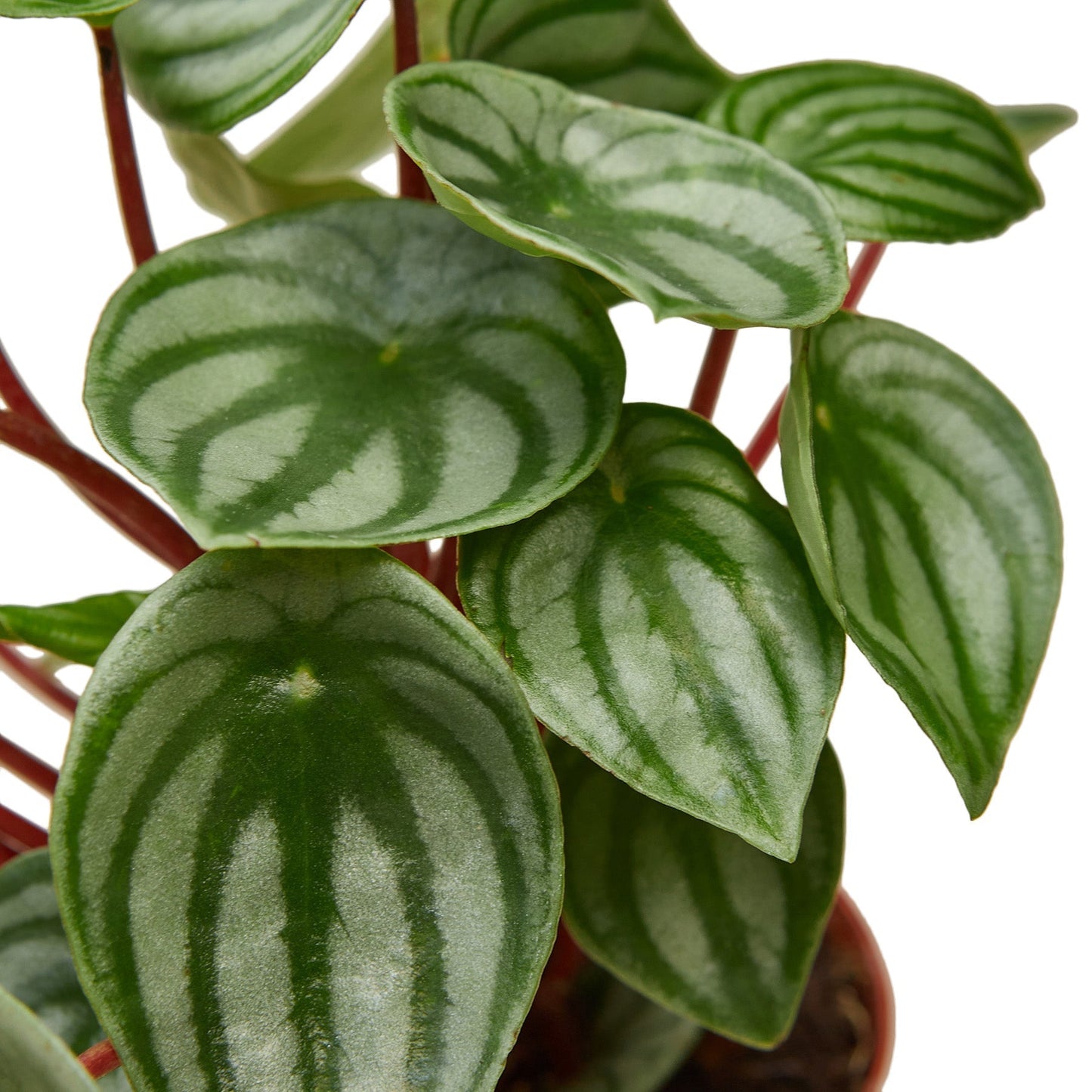 Watermelon Peperomia Live Plant – 6 Inch Pot