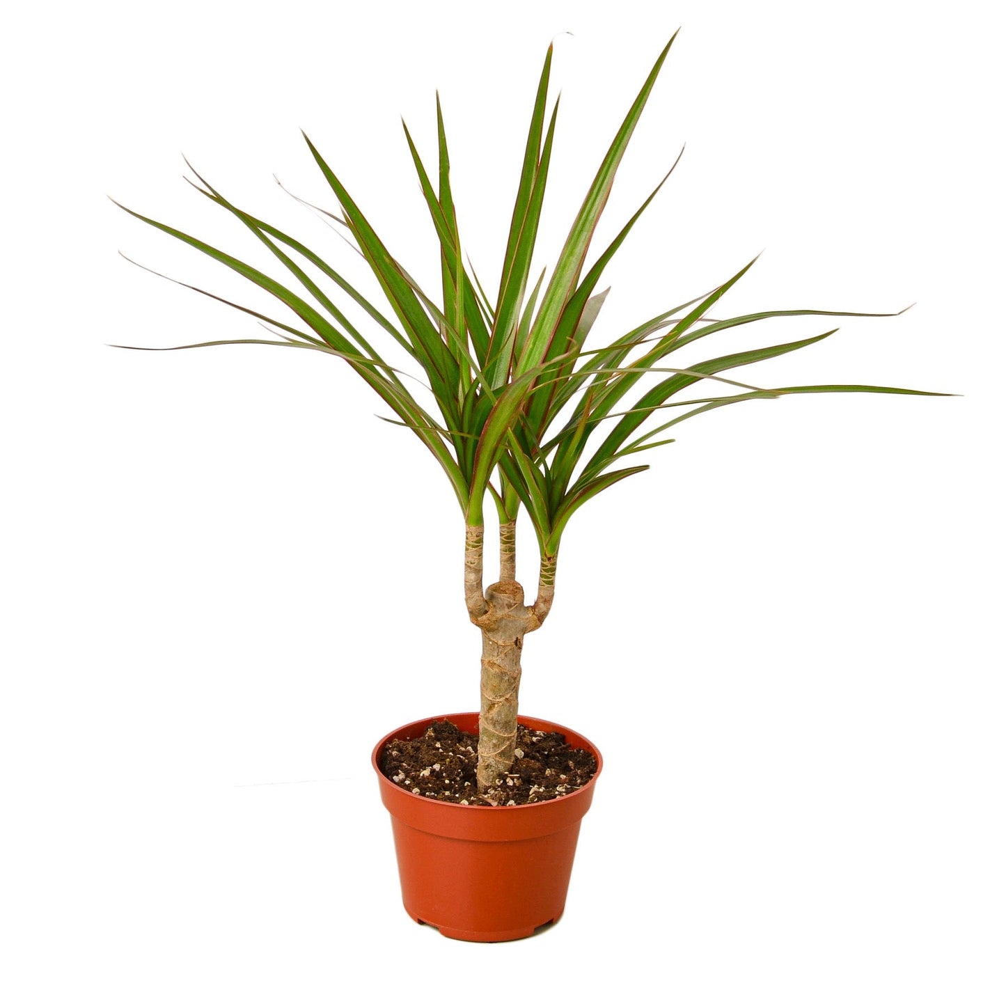 Dracaena Marginata Cane Live Plant – 4 Inch Pot