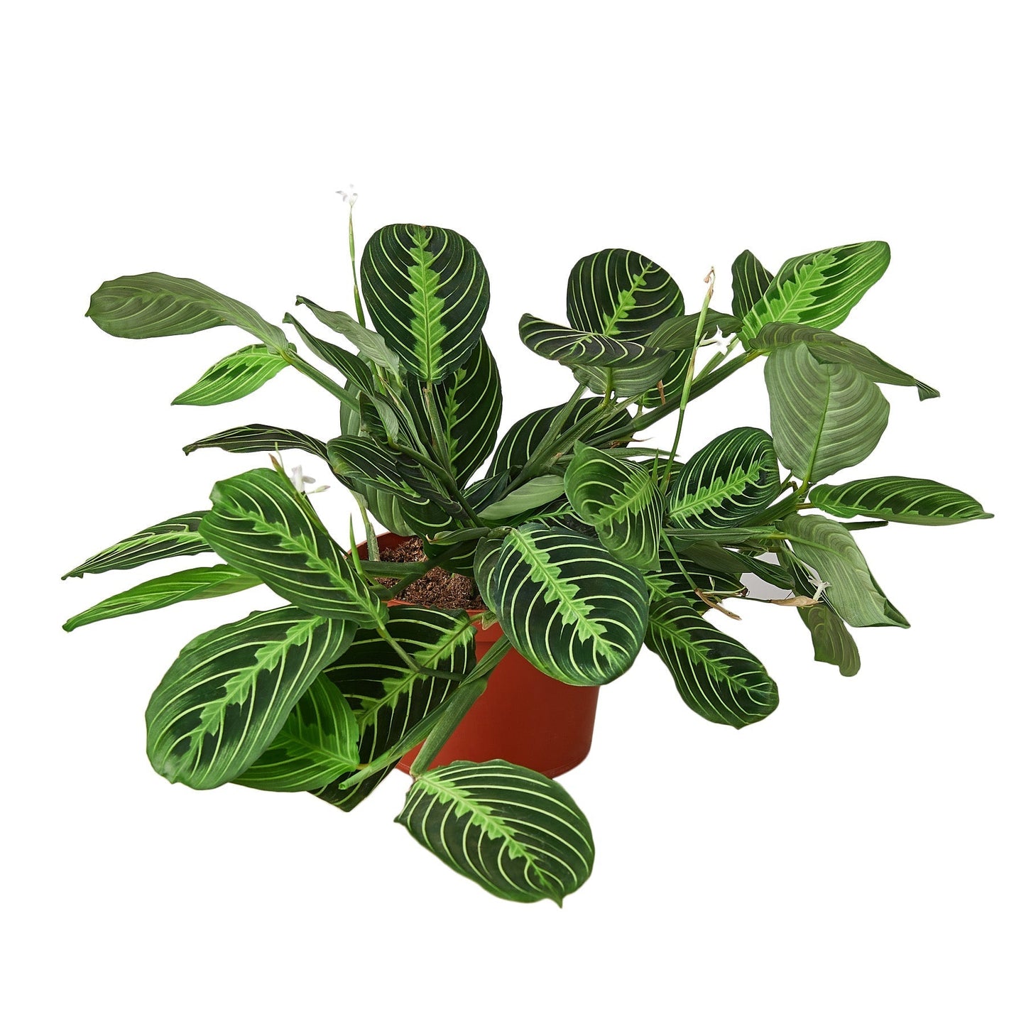 Lemon Lime Maranta Prayer Plant – 6 Inch Pot