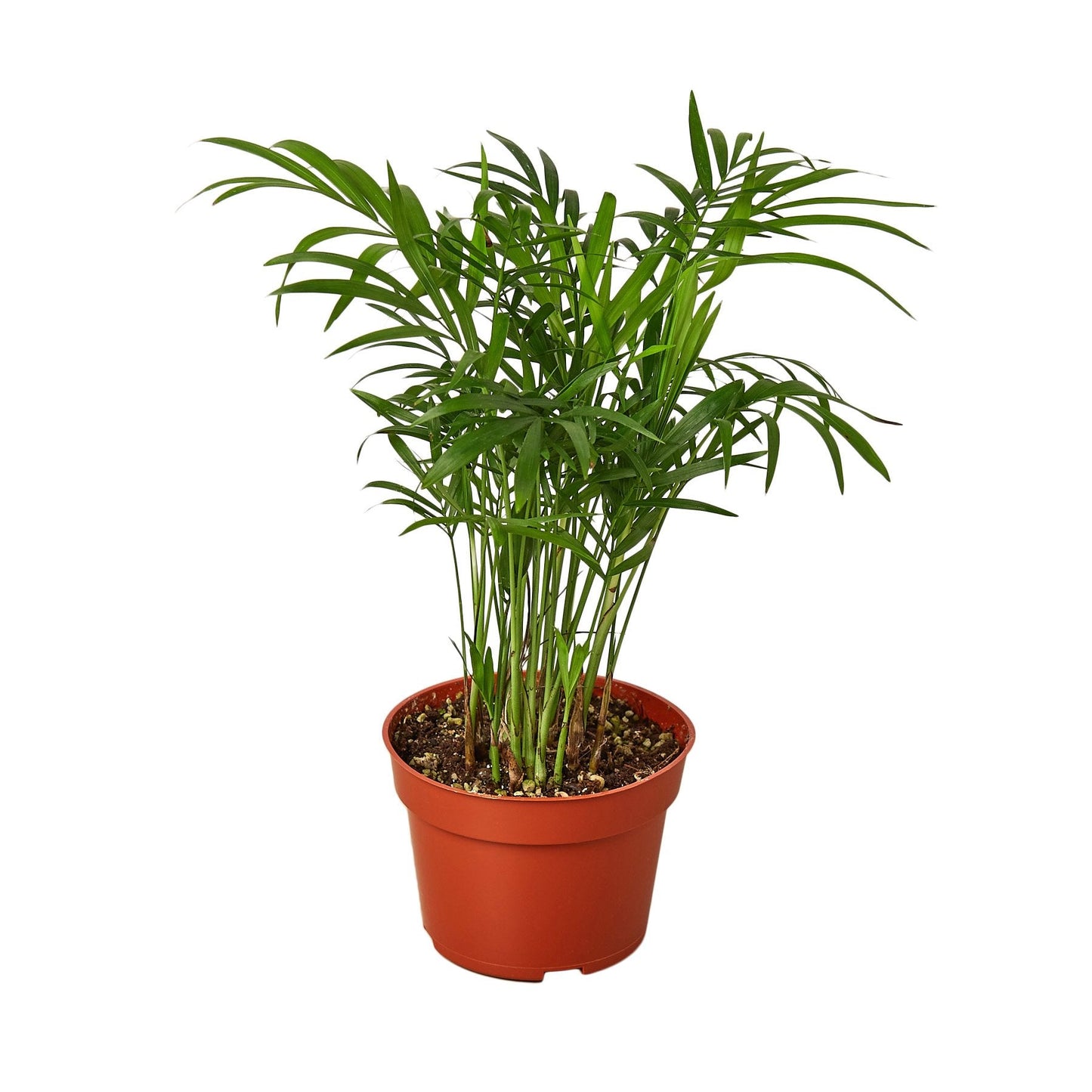 Parlor Palm Live Houseplant – 4 Inch Pot