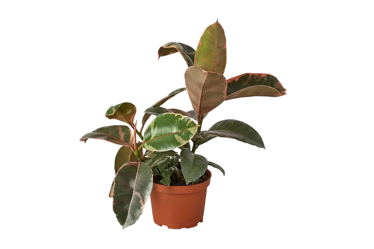 Ficus Elastica Ruby Pink Live Plant – 4 Inch Pot