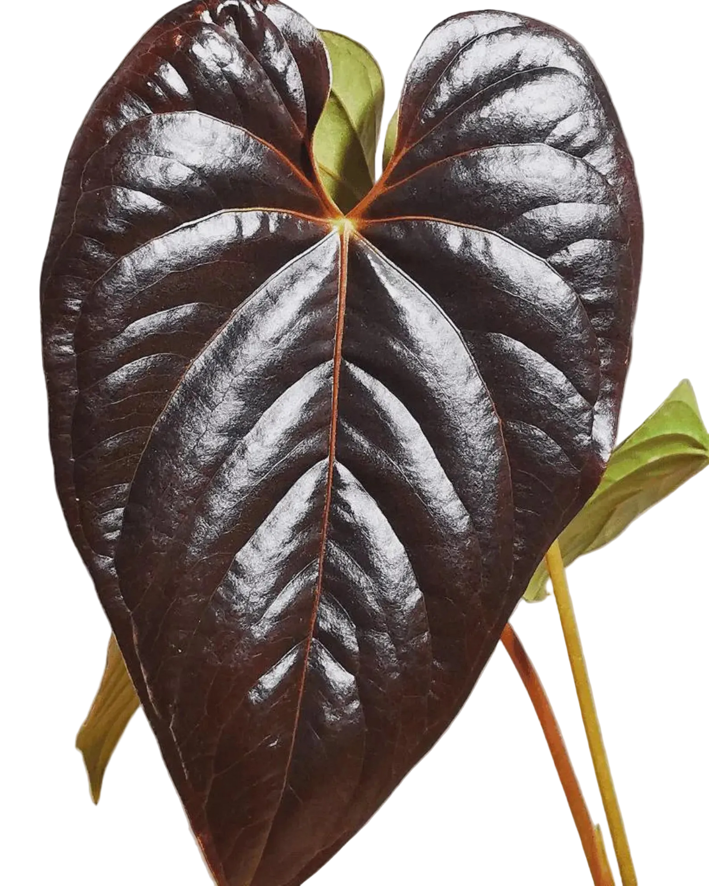 Anthurium Queen of Hearts Live Plant – 4 Inch Pot