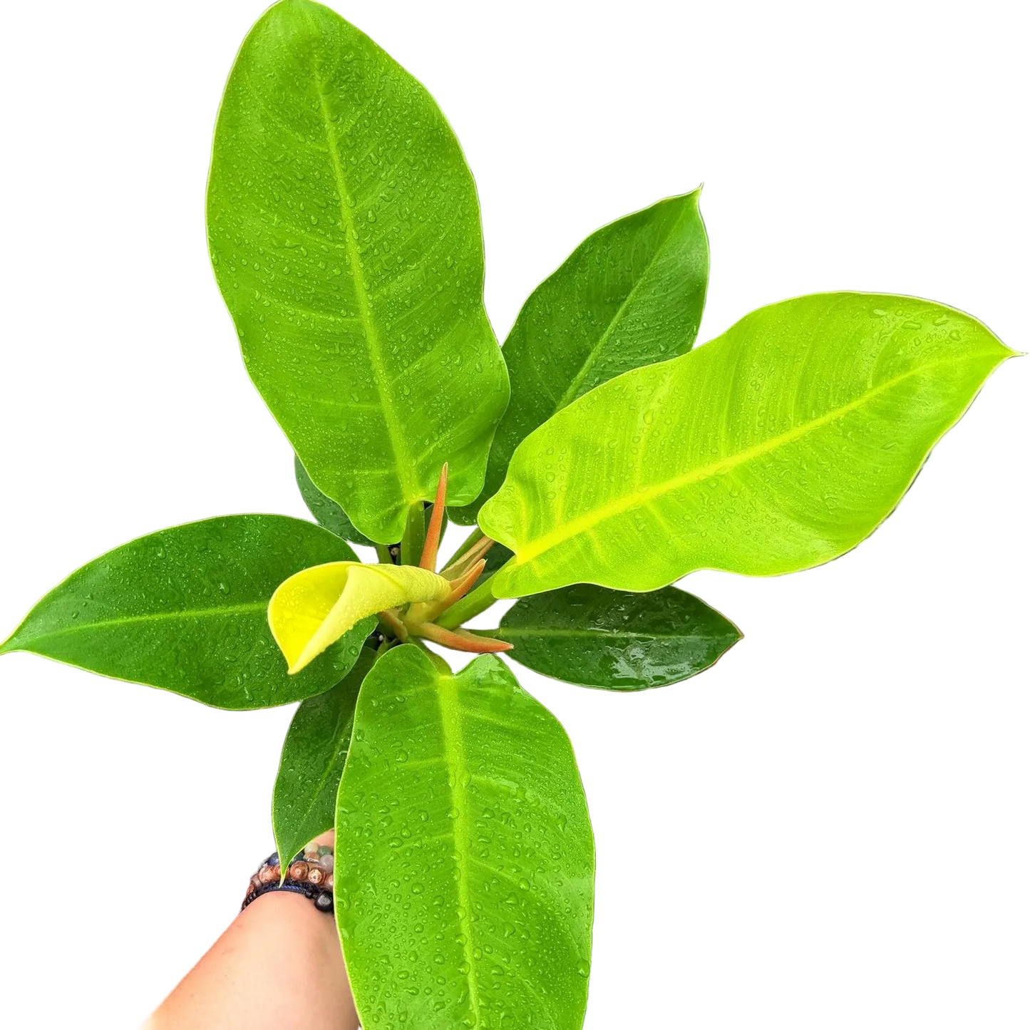 Moonlight Philodendron Live Houseplant – 6 Inch Pot