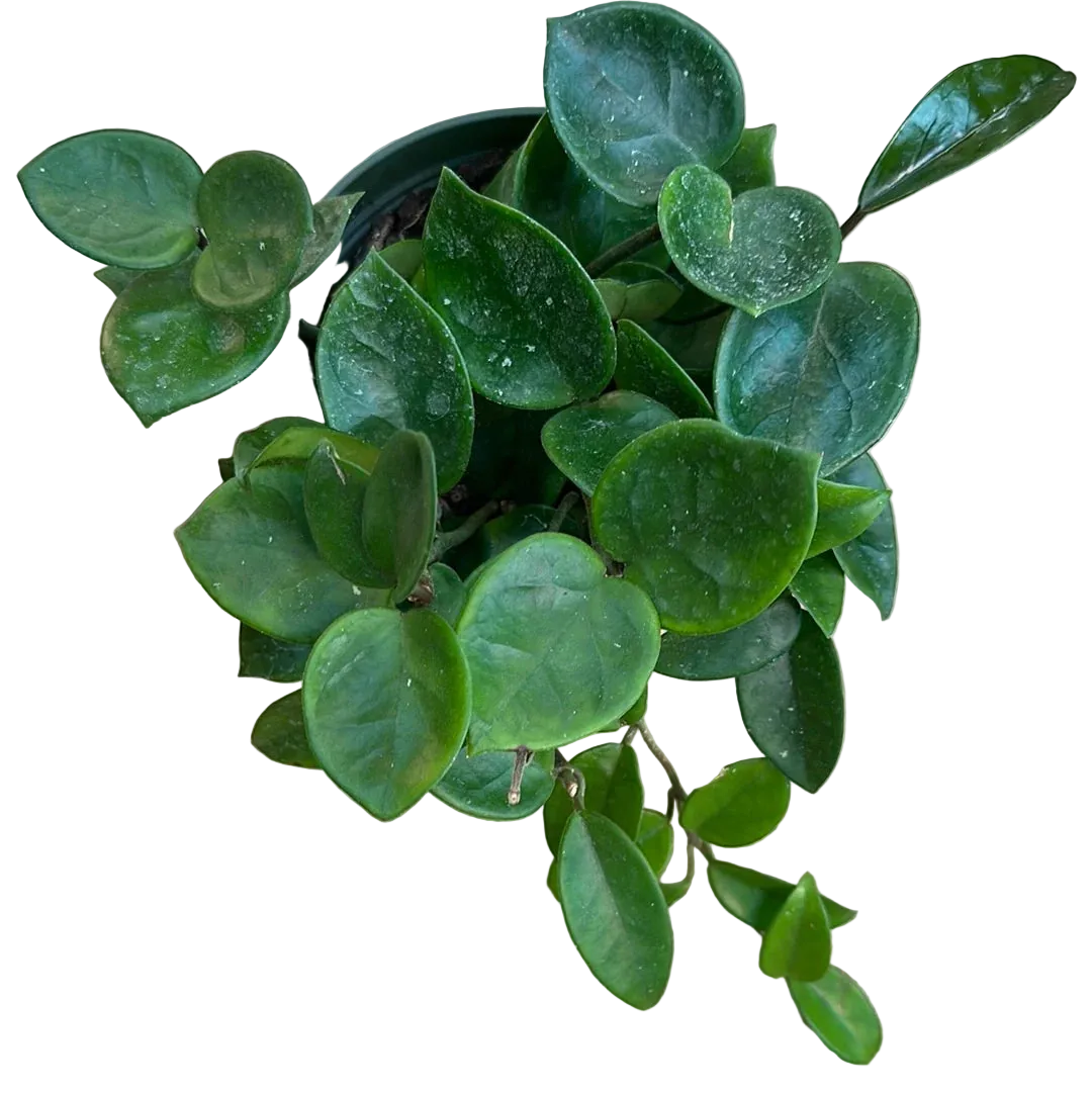 Hoya Carnosa Chelsea Live Plant – 6 Inch Pot